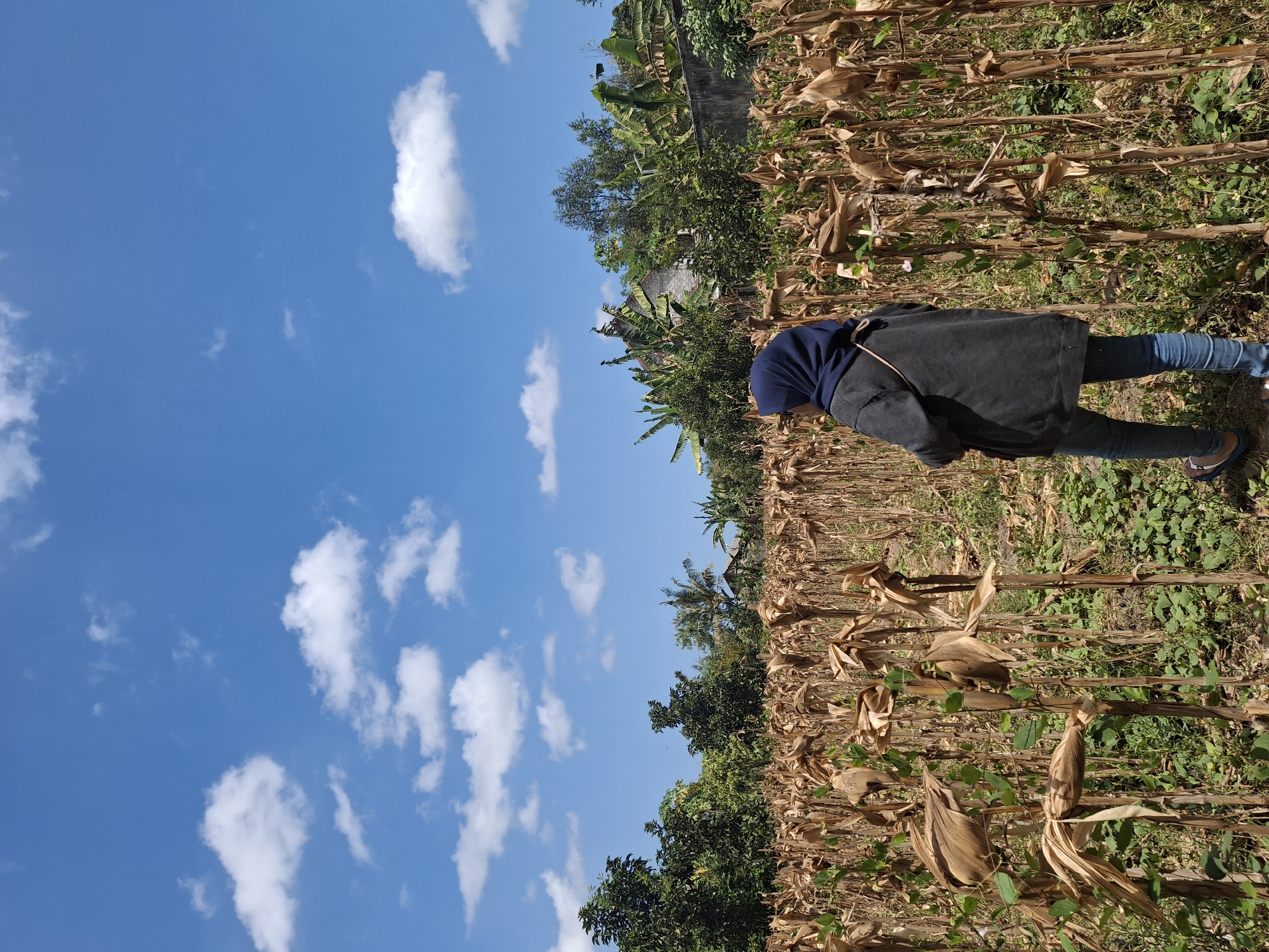 A person wearing a dark hijab and a dark gray jacket, blue jeans, and sandals stands in a field of dried corn stalks under a bright blue sky with scattered white clouds. The person is facing away from the camera, looking towards the trees and buildings in the distance. The field is dense with the stalks of what appears to be a harvested corn crop, with some green vegetation growing at the base of the stalks. In the background, there are lush green trees, a stone wall, and houses. The scene is set in Denok, Indonesia, as indicated by the context provided.