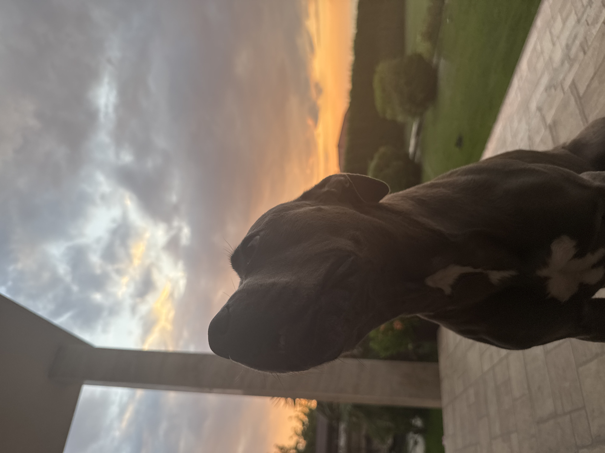 A close-up, low-angle shot features a dark-colored dog, possibly a pit bull mix, looking upwards towards a dramatic sunset sky. The dog's head and upper body are in focus in the foreground, with its nose pointed skyward and slightly to the left. A white marking is visible on its chest. The background shows a paved patio area, a beige architectural column on the left, a lush green lawn with neatly trimmed bushes, and a hedgerow in the distance. The sky is filled with swirling clouds painted in shades of orange, yellow, and gray, indicating the sun is setting or has just set. The overall lighting suggests it is dusk. The scene appears to be in a residential outdoor setting.