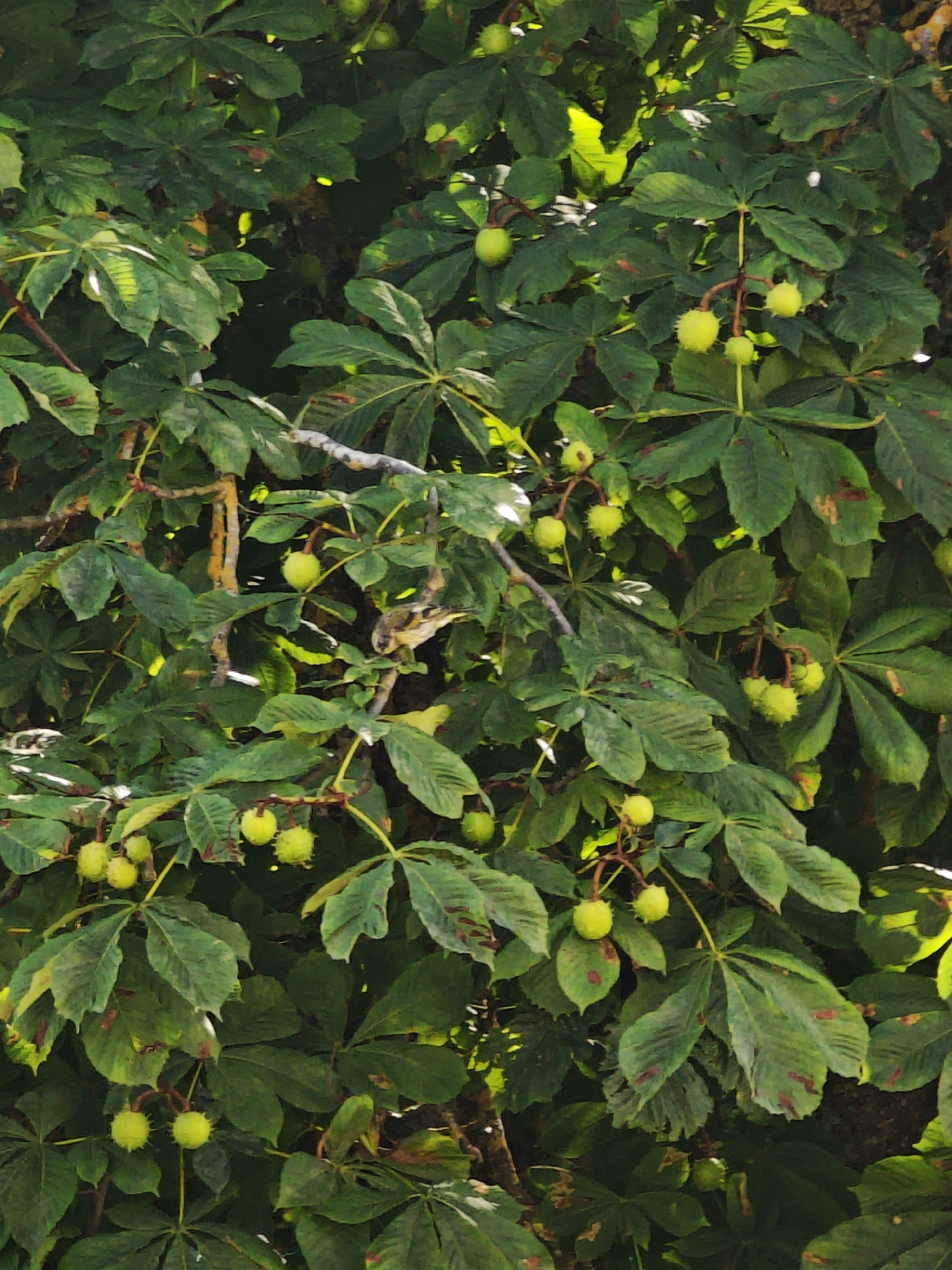 A close-up, vertical shot displays a dense canopy of horse chestnut leaves and developing conkers. The leaves are a deep green, some showing signs of browning at the edges, indicating a possible autumnal setting. Numerous green conkers, some smooth and round, others developing their characteristic spiky husks, are visible throughout the branches. The conkers hang in clusters, attached by thin stalks. Sunlight filters through the leaves, creating highlights and dappled shadows across the scene, lending a slightly textured and organic feel. The background is a dark, indistinct mass of foliage, suggesting the depth of the tree or the density of the woods. No people or animals are discernible in the image. The environment appears to be a natural, outdoor setting, likely a park or wooded area.