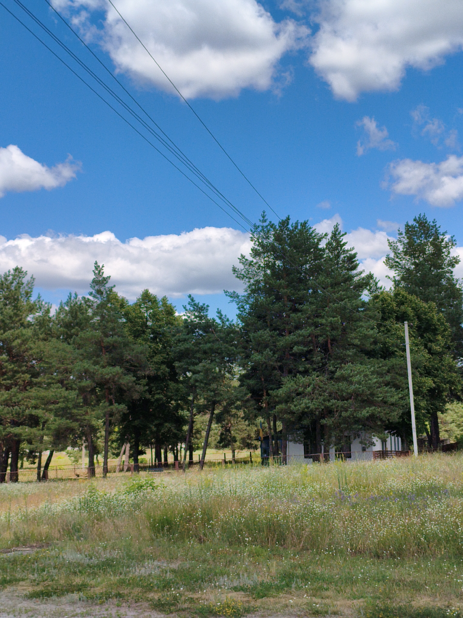 The image shows a view of a field with tall grass and wildflowers in the foreground, leading up to a line of pine trees. Behind the trees, a small white building with green accents is visible, along with a white pole. The sky is blue with scattered white clouds, and several power lines run diagonally across the upper portion of the frame. The scene appears to be an outdoor landscape, possibly in a rural area or on the outskirts of a town.