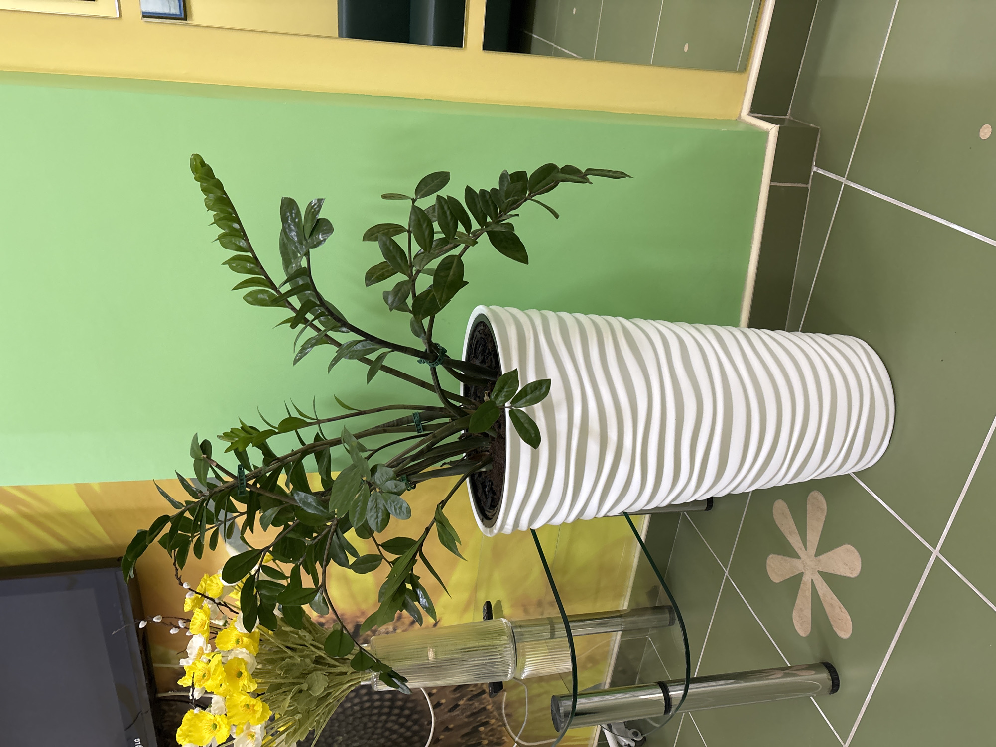 The image depicts an interior scene with a plant in a white, horizontally ridged pot. The plant appears to be a Zamioculcas zamiifolia, commonly known as a ZZ plant, with dark green leaves. The pot is situated on a glass-topped table with chrome legs. A bouquet of yellow and white flowers is also present, obscuring part of a television in the lower left corner of the frame.
The background features a two-toned wall, with a yellow trim and a green lower section. The floor is tiled in a green and white pattern, including a distinctive flower-shaped motif.
The location is Chaikovsky, Russia. However, beyond the fact the photograph was taken there, the image does not provide further forensic details about specific actions, interactions, or identifiable people.