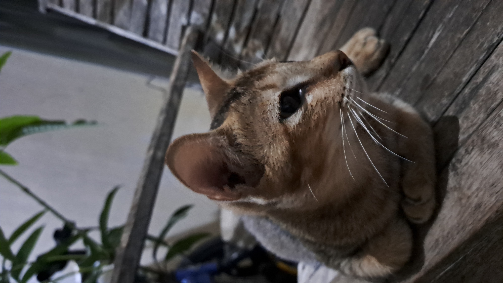 A ginger and tabby cat is curled up on a wooden surface, likely a chair or deck. The cat is facing to the right, with its eyes open and looking into the distance. Its ears are perked up, and its whiskers are prominent. In the background, there is a plant with green leaves and a textured wall. The lighting is dim, suggesting it might be evening or indoors. The wooden surface appears weathered and aged. There are no people visible in the image. The scene is not specific to Lhokaweawe, Indonesia, as there are no identifying landmarks or cultural elements present.