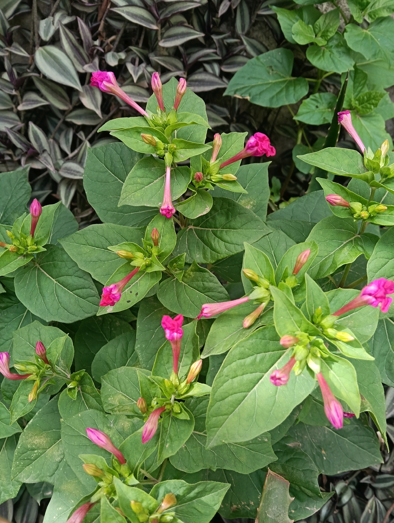 The image displays a close-up view of a plant with vibrant pink flowers and lush green leaves, set against a backdrop of striped foliage. The plant appears to be thriving in a natural or garden setting, suggesting it could be found in an outdoor space within Nairobi, Kenya, such as a park, botanical garden, or residential garden. The focus is on the delicate trumpet-shaped flowers and the broad, textured leaves, with the background providing a soft contrast. The lighting suggests it was taken during daylight hours, possibly with natural sunlight illuminating the scene. There are no people or animals visible in the image, and no specific actions or interactions are depicted. The environment is characterized by dense vegetation, indicating a healthy and well-maintained plant life. The overall impression is one of natural beauty and botanical diversity.
