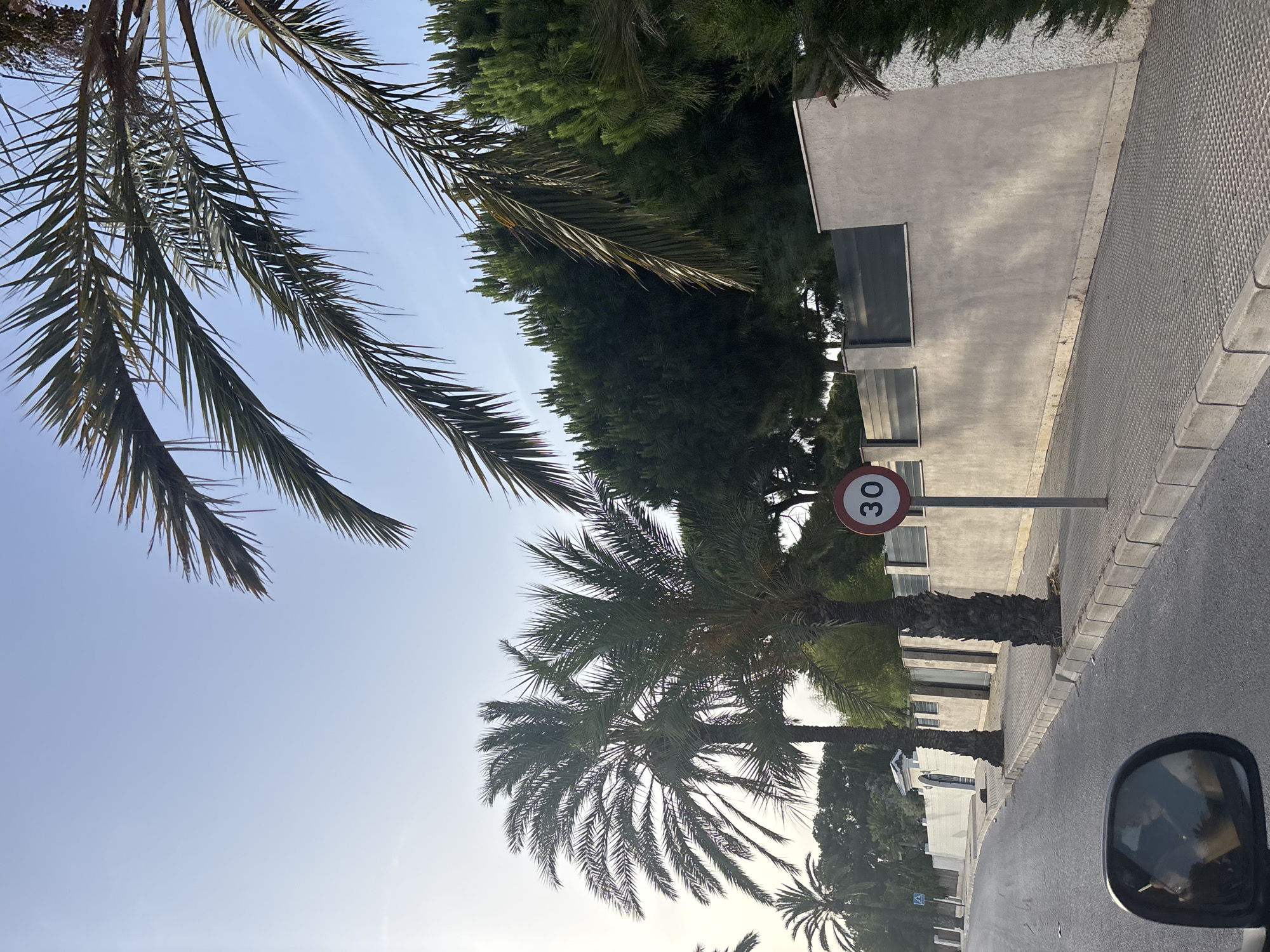The image depicts a street scene in Urbanización Cabo Roig, Spain, likely during the late afternoon or early evening due to the soft lighting. The foreground shows the driver's side mirror of a vehicle, reflecting the sky and surrounding palm trees. The road is asphalt, with a paved sidewalk running alongside it. The sidewalk is bordered by a low concrete curb.
Along the sidewalk, several palm trees are prominent. The largest of these is a mature palm tree with a thick trunk and a full canopy of fronds, positioned closer to the foreground. Further down the street, two more mature palm trees are visible. A speed limit sign, indicating "30", is mounted on a pole next to the sidewalk, facing the direction of travel.
Behind the sidewalk and palm trees is a light-colored, textured concrete wall that extends along the property line. This wall has a horizontal band of dark material or glass set into its upper section, acting as a modern fence. Beyond the wall, dense green trees, including what appear to be pine trees, form a thick backdrop. The sky is a clear, light blue, with a hint of soft sunlight. The overall impression is a well-maintained residential street in a sunny, possibly coastal, Spanish location.