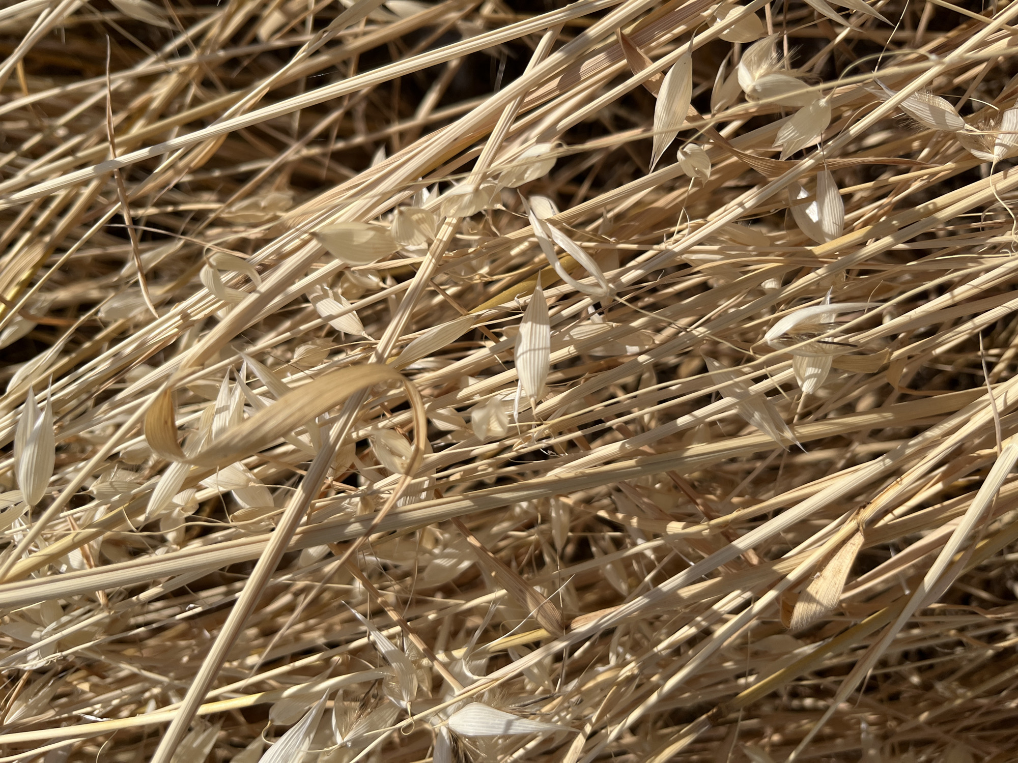 This is a close-up, high-angle photograph of dry, beige oat stalks lying horizontally and diagonally across the frame. The stalks are a uniform color with subtle variations in shade, indicating they are sun-dried or harvested. Some stalks are smooth and linear, while others have the distinct segmentation and slightly wider seed heads or husks characteristic of oats. A few of the husks are lighter in color and have a feathery appearance. The background is out of focus, appearing as a dark, textured mass, which helps to highlight the detailed textures of the oat stalks. The lighting suggests it is daytime, with dappled light and shadows creating depth and dimension among the stalks. The image is a still life, capturing the natural beauty and texture of dried grain. There is no visible text, people, or discernible activity, making it an abstract study of natural materials. The overall impression is one of dryness, earthiness, and the quiet simplicity of agricultural elements.