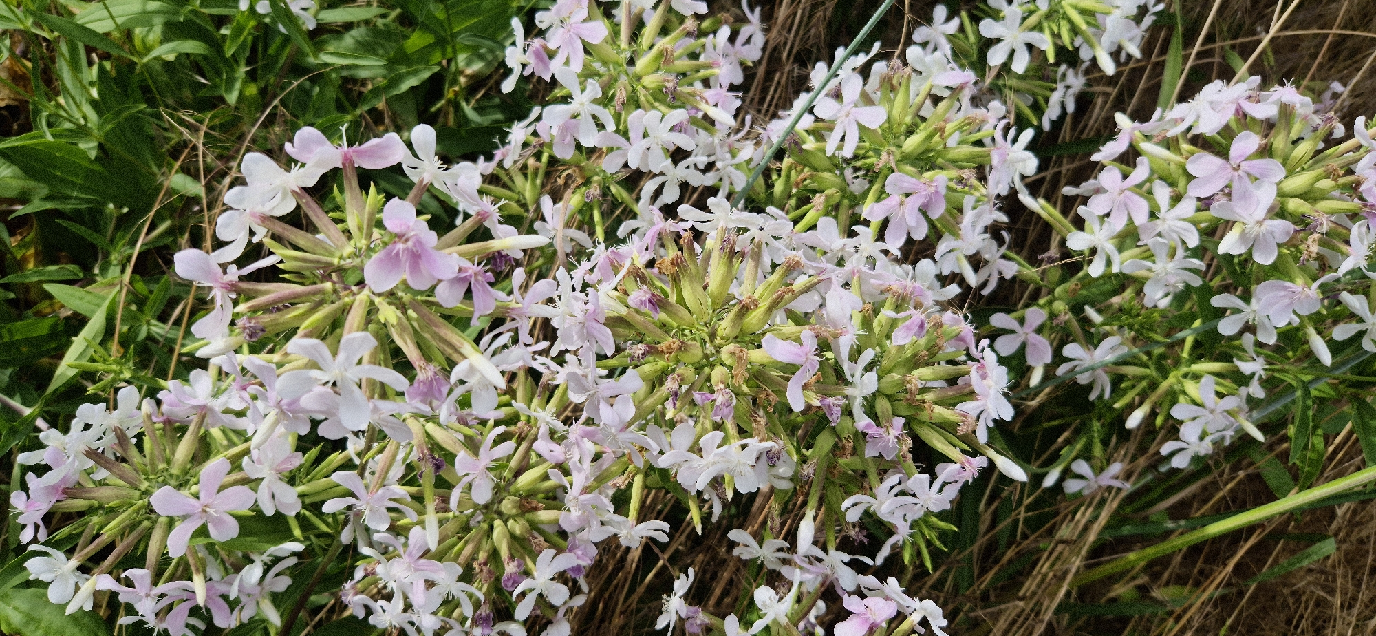 This is a medium shot, horizontal, eye-level photograph of a cluster of small, delicate pink and white flowers in bloom. The flowers are clustered densely together, with some buds still unopened and some spent blooms visible. The petals are thin and somewhat translucent, with five distinct lobes. The center of the flowers appears to have a slightly darker pink hue. The stems are thin and green, with some thorny-looking seed pods visible. The background consists of lush green foliage and dry, brown grass or straw, suggesting an outdoor, natural setting, possibly a meadow or a garden in late summer or early autumn. The lighting appears to be natural daylight, with no harsh shadows, indicating it could be midday or late afternoon. There are no people or animals visible, and no text is present in the image. The overall mood is one of natural beauty and tranquility.