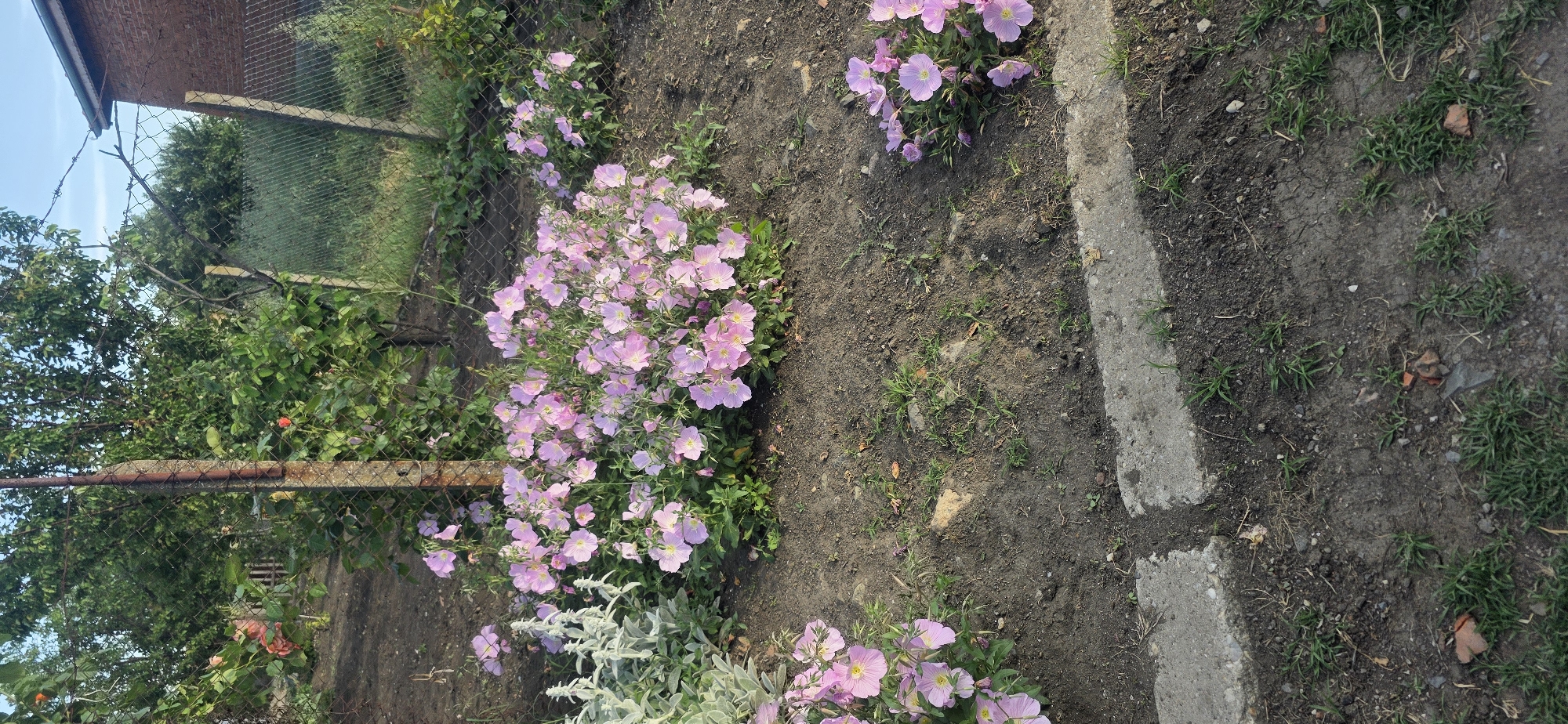 The image depicts a garden in Troyanovo, Bulgaria. A brick building stands in the upper left corner, adjacent to a wire fence that separates the garden from a field. Pink flowers are abundant, growing along the fence and in the garden bed. The garden bed is composed of dark soil and includes concrete stepping stones on the right side. Green grass and other vegetation grow between the stones and in the soil. In the foreground, there are plants with silvery-gray foliage near the bottom of the frame. The overall scene appears to be a residential garden setting.