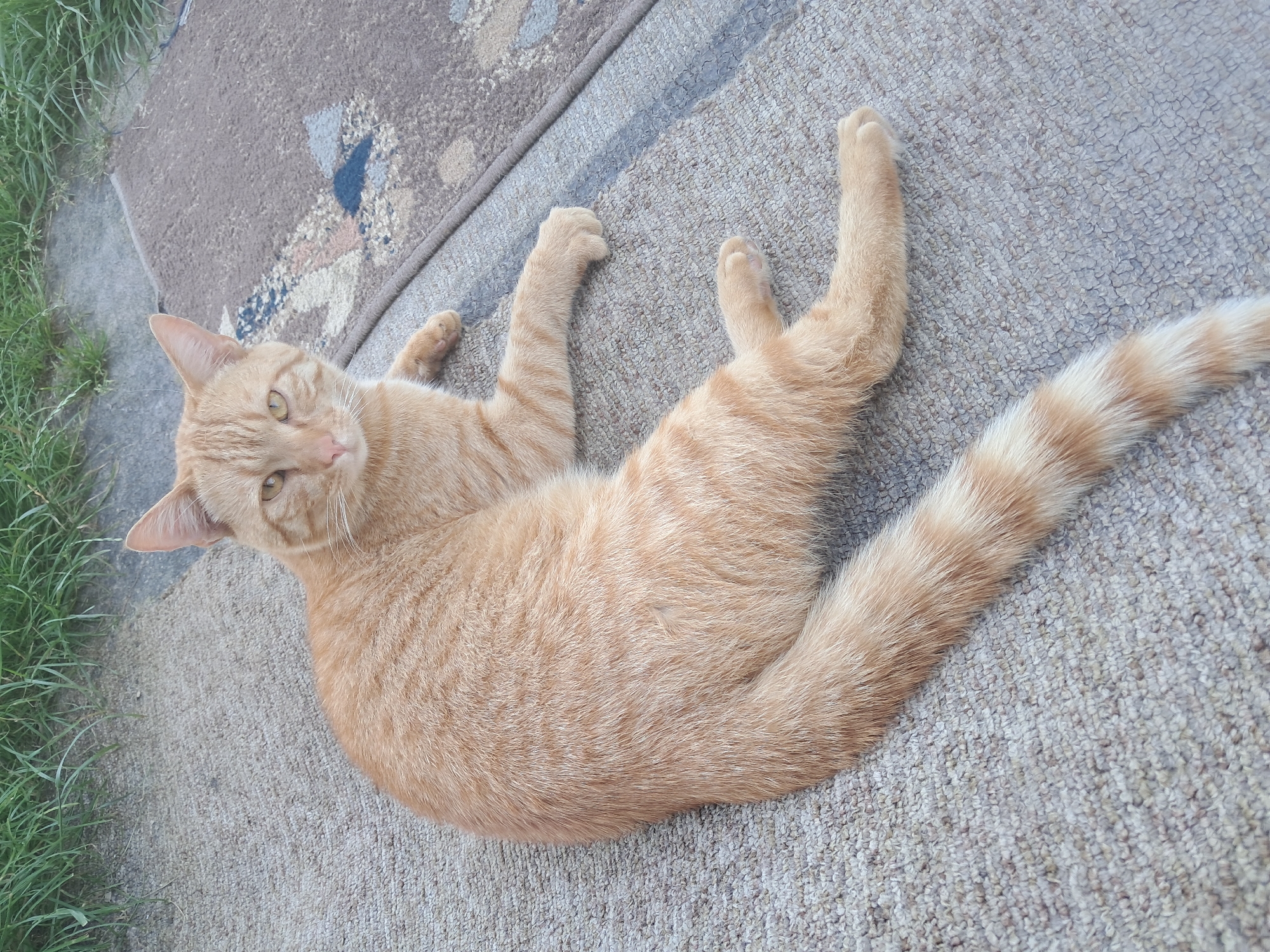 An orange tabby cat is lying on its side on a carpeted surface. The cat is facing the camera, with its head tilted slightly to the left. Its eyes are open and looking forward. Its body is elongated, with its front paws tucked in and its hind legs extended. Its tail is curled around its body. The cat's fur is a light orange color with darker orange stripes. The carpet is a light gray color with a brown and blue patterned rug underneath it. There is some green grass visible in the top left corner of the image. The lighting suggests it is daytime.