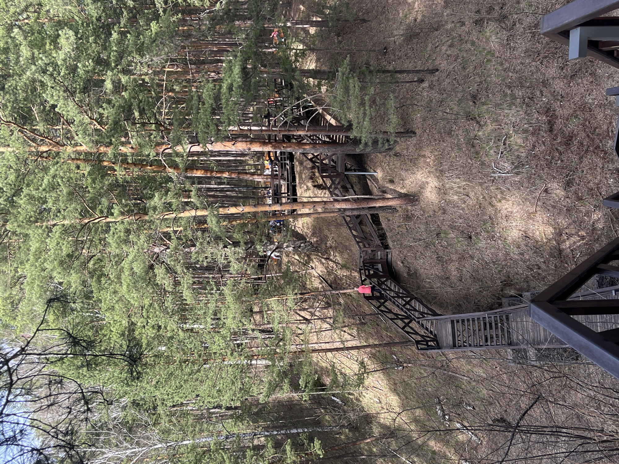 The image depicts an aerial view of a forest landscape, likely captured from a high vantage point, such as a tower or elevated platform. The location is Krasnoyarsk, Russia, as evidenced by the architectural style and environment. The foreground is dominated by the structure of the platform itself, constructed of steel. Below, a wooden walkway or elevated path meanders through the trees, suggesting a visitor attraction or recreational trail.
Trees, primarily conifers, dominate the environment, creating a dense forest canopy. Some deciduous trees are interspersed, identifiable by their branching patterns and lack of leaves. The ground is covered in dry grass and fallen leaves, indicative of early spring or late autumn. The lighting suggests the time of day is in the early morning or late afternoon.
Several people can be seen on the elevated walkway, some wearing brightly colored clothing. Their actions appear to be leisurely, as they traverse the path. They are engaged in the act of exploring the forest canopy via the walkway. The interaction between people and the environment is a key element of the scene, highlighting the integration of human activity and the forest.