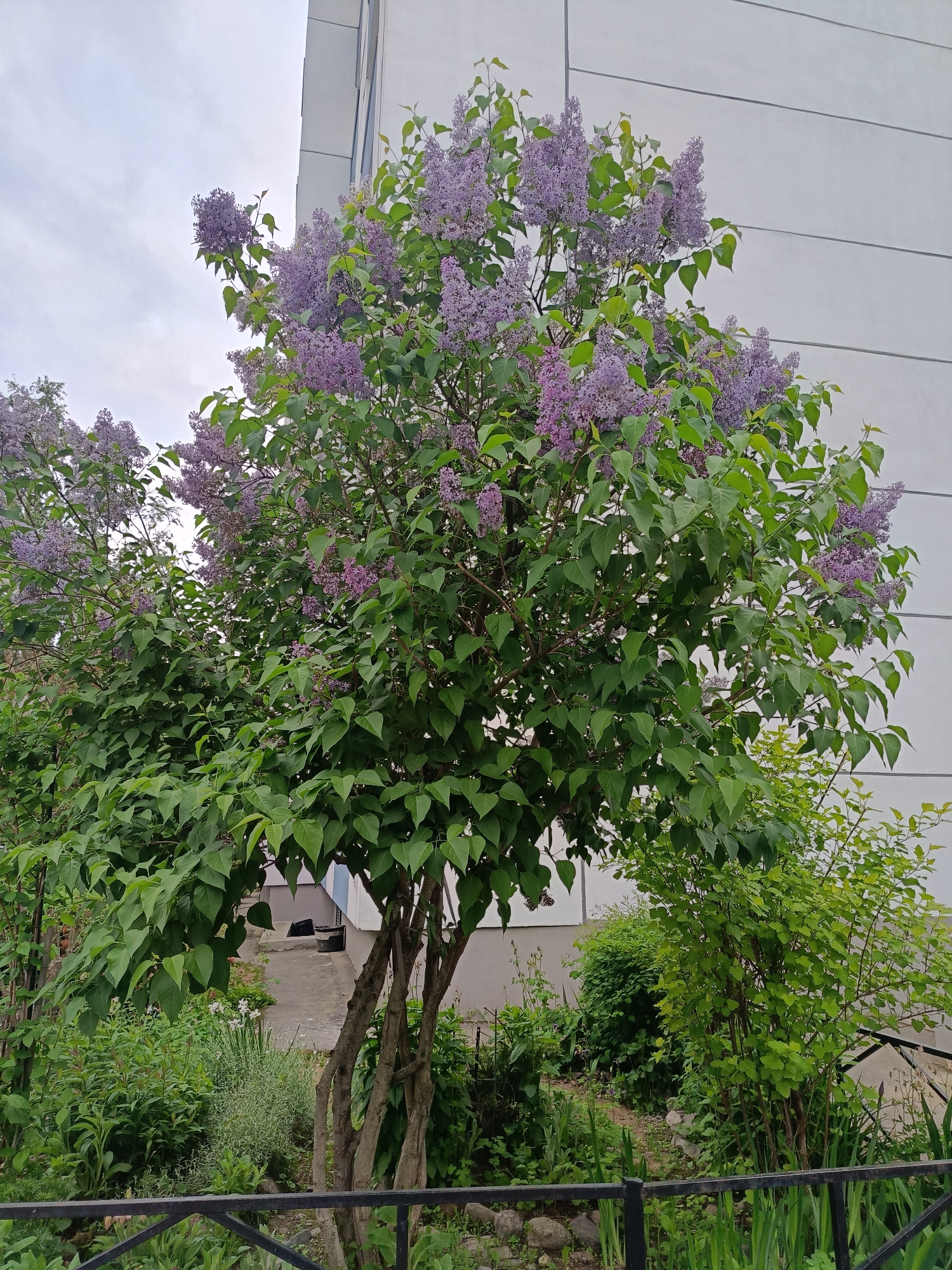The image shows a lilac bush in full bloom in an urban setting. The bush is located near a building with a light-colored, possibly concrete, exterior wall. The sky is overcast. A black metal fence is visible in the foreground, separating the bush from the viewer's perspective. Other greenery, including smaller bushes and plants, surrounds the lilac bush. A paved walkway is visible behind the bush. The location appears to be a city, but the specific city and state are unknown. No people are visible.