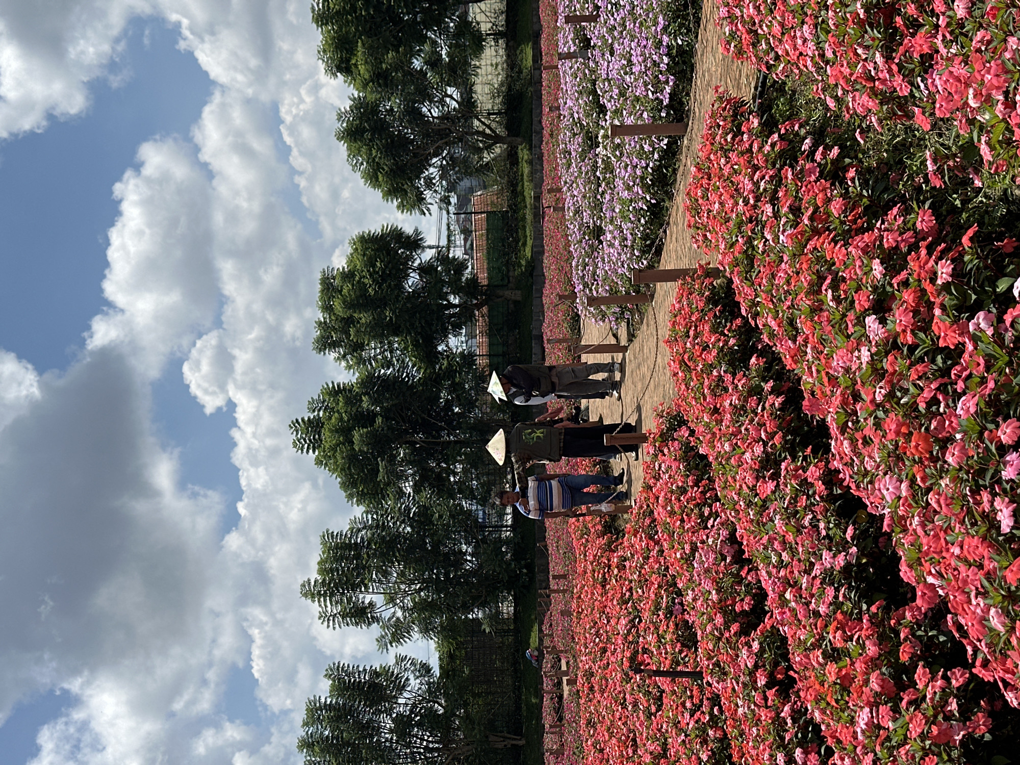 The image depicts a vibrant flower garden in Cam Ly, Da Lat, Vietnam. The foreground is dominated by a dense carpet of blooming impatiens, with a profusion of red and pink flowers creating a striking visual. A brick pathway meanders through the garden, lined with short wooden posts. In the mid-ground, three individuals are visible walking along the path. One man, wearing a striped t-shirt and blue jeans, stands near the pathway. Two other individuals, one wearing a conical hat and a vest, and another wearing a conical hat and a dark jacket, are walking away from the camera. The background features rows of purple and pink impatiens, followed by a line of lush green trees. Beyond the trees, buildings and a fence are visible, indicating the presence of a developed area. The sky above is a mix of blue and white clouds, suggesting a partly cloudy day. The overall scene conveys a sense of natural beauty and recreational activity in a well-maintained garden setting.