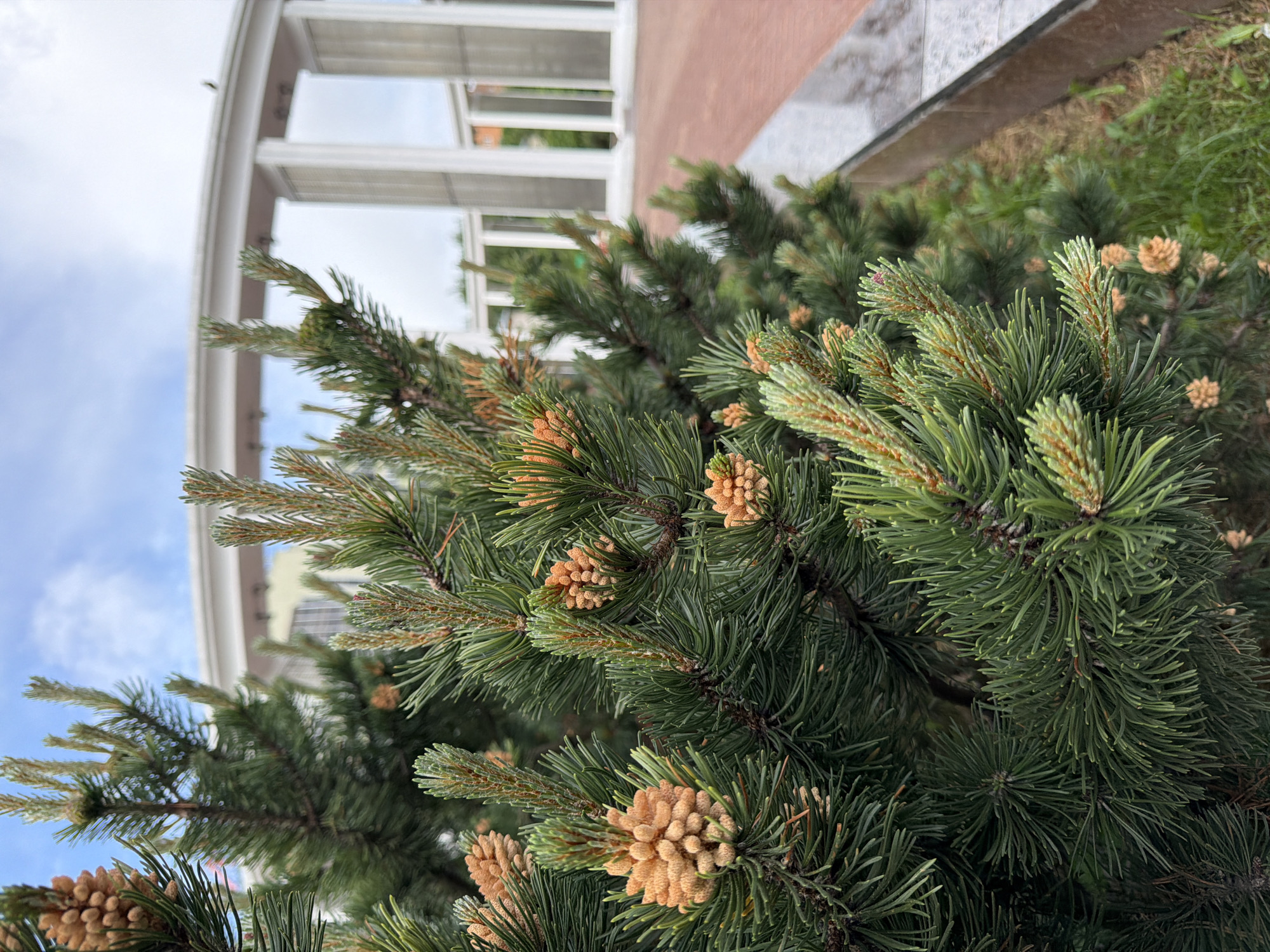 The image shows a close-up of a small pine tree with many small, light-brown pine cones emerging from the tips of its green needles. In the blurred background, there is a white structure with arches and pillars, possibly a building or a gazebo. To the right of the pine tree, there is some green grass and a stone or concrete structure. The sky is visible through the arches of the white structure. The location appears to be outdoors, possibly in a park or garden setting within an urban environment.