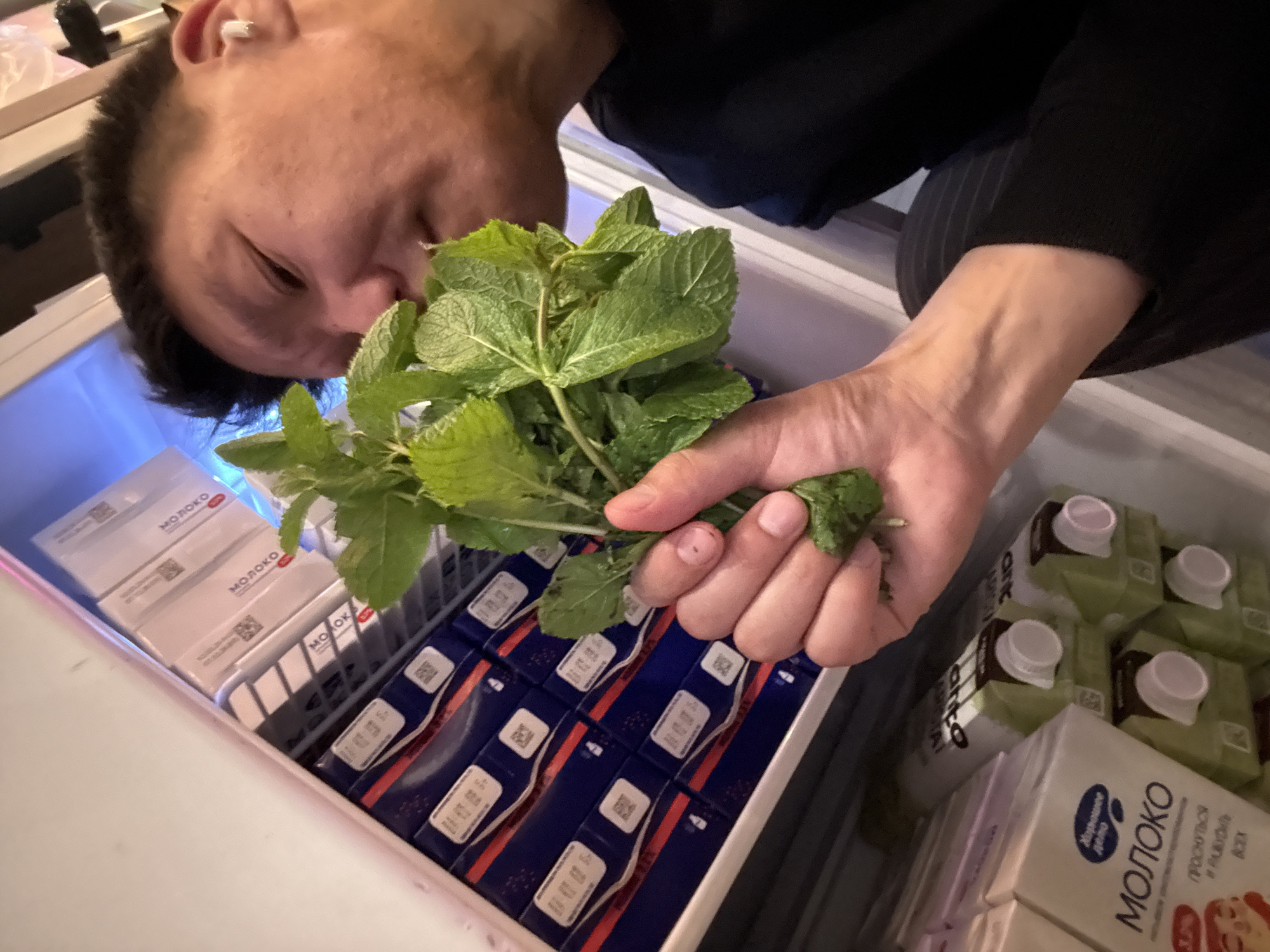 A person is holding a bunch of mint leaves in their right hand, bringing them close to their face to smell. The person is in a refrigerator, surrounded by cartons of milk. The mint leaves are vibrant green and appear fresh. The refrigerator shelves are visible and are holding several rows of blue and white cartons, some with red accents. The person is wearing a black shirt.