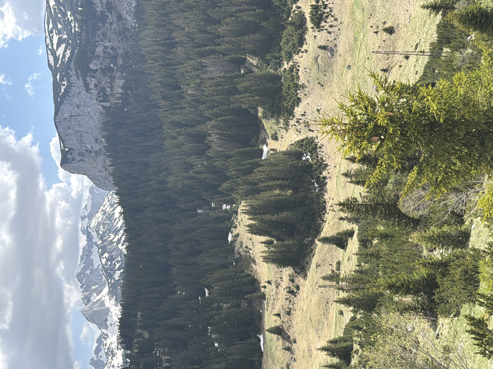 The image depicts a mountain landscape with a prominent rock formation on the left side, partially covered with snow. The scene includes a dense forest of coniferous trees covering the middle section of the image. To the right of the forest, there is a grassy field with scattered trees. The lighting suggests daylight, with shadows cast by the trees and mountains. The presence of snow suggests a relatively high altitude or a colder climate. The image does not depict any people or any actions taking place. The location is Bosača, Montenegro.