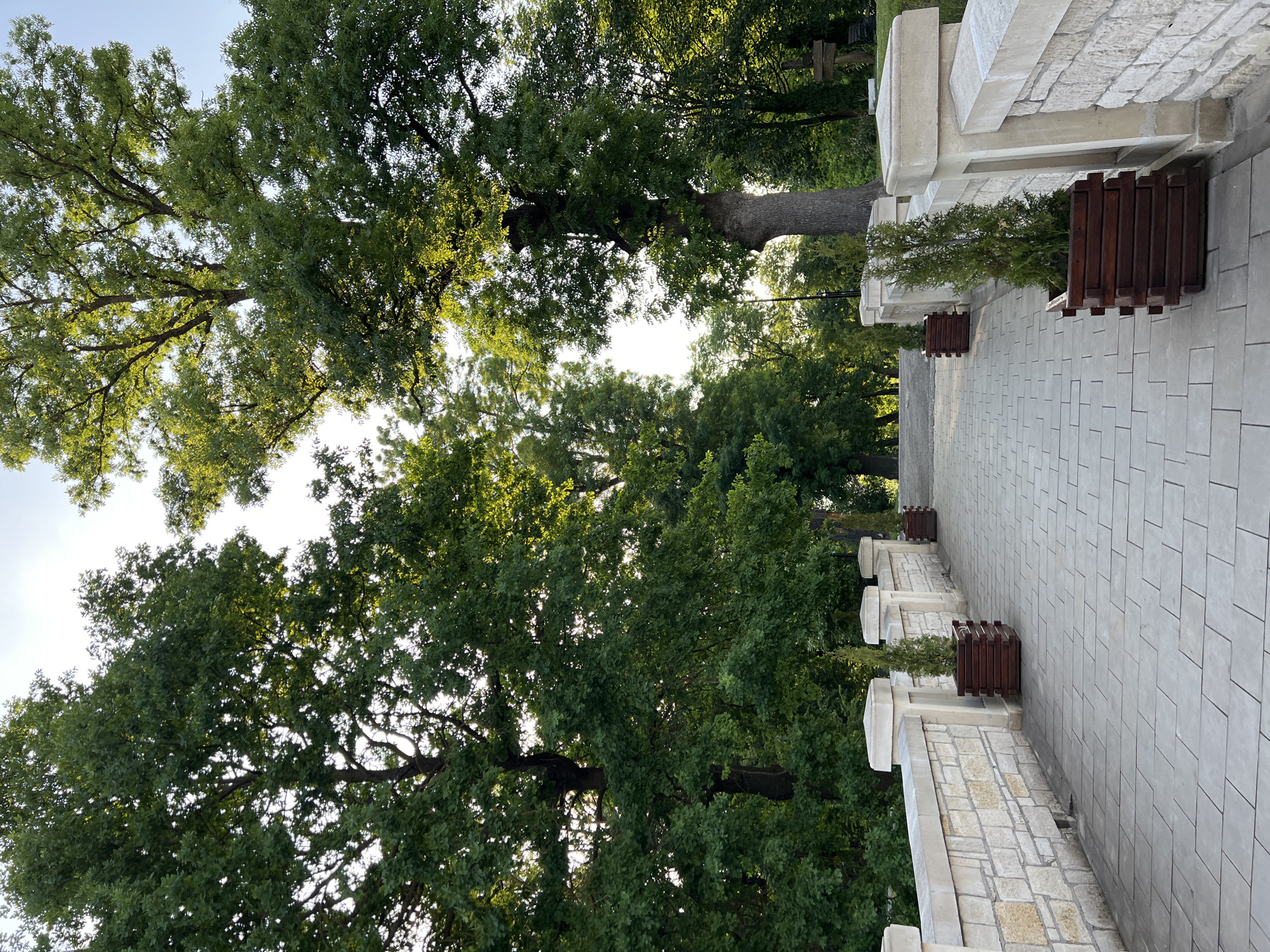 The image, oriented vertically, captures a bright outdoor scene featuring a paved pathway, a stone structure, and a canopy of mature trees. The perspective is from a low angle, looking upwards towards the tree tops and the sky.
On the right side of the image, a light gray paved pathway, composed of rectangular pavers laid in a repeating pattern, recedes into the background. Running alongside this path is a substantial stone wall or structure. The lower section of this structure is built from rough-hewn, irregularly shaped light-colored stones, while the upper sections feature smoother, more regularly cut and stacked stone blocks, some forming decorative ledges. Along this stone wall, several dark brown wooden planter boxes are visible, each containing a small, vibrant green evergreen plant, possibly a juniper or cypress.
The left side and upper portion of the image are dominated by the dense, green foliage of several large, mature deciduous trees, likely oaks. Their extensive canopies fill much of the frame, with bright sunlight filtering through the leaves, creating areas of highlight and shadow. The thick, sturdy trunks of some of these trees are visible further back and to the left, rising towards the sky. Patches of bright, clear sky, appearing almost white due to direct sunlight, are visible through the gaps in the tree canopy.
The scene depicts a well-maintained public space, possibly a park, garden, or historical grounds in Zbarazh, Ukraine. The time of day appears to be daytime, with strong, natural sunlight indicating clear weather. There are no people or visible text in the image. The overall impression is one of tranquility and natural beauty combined with structured landscaping.