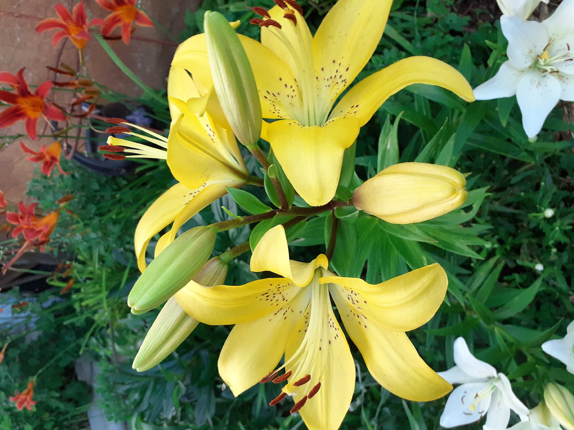 A close-up, eye-level shot showcases a cluster of bright yellow lilies in full bloom, interspersed with unopened green buds, set against a backdrop of lush green foliage. Several of the open lilies display delicate dark speckles on their petals, and their prominent stamen tipped with dark anthers are clearly visible. In the foreground and to the sides, partially visible are white lilies, some in bloom and others as buds, adding a contrasting element to the scene. The background features hints of other orange lilies and dense greenery, suggesting a garden setting. The image appears to be taken outdoors during daylight hours.