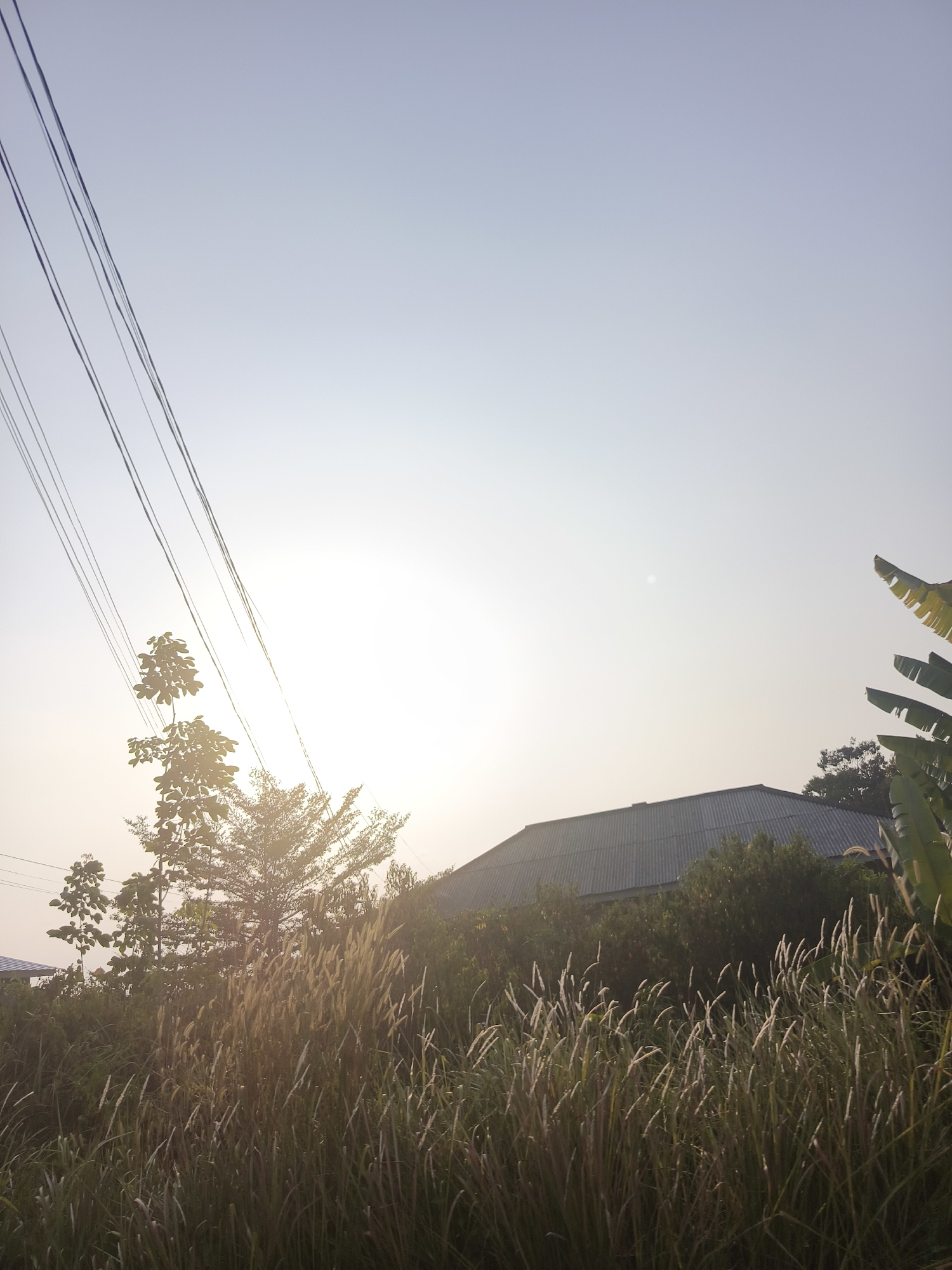 A wide-angle shot captures a slightly hazy, clear sky with the sun low on the horizon, casting a warm glow over a rural or suburban setting in Pangkalpinang, Indonesia. Power lines stretch diagonally from the upper left across the frame. In the foreground, tall grasses with feathery seed heads sway gently, illuminated by the sunlight. Behind the grasses, a dense collection of trees and bushes creates a lush green barrier. A single-story building with a corrugated metal roof is visible behind the foliage on the right side of the image, partially obscured by banana tree leaves. The overall scene depicts a tranquil outdoor environment during either sunrise or sunset.