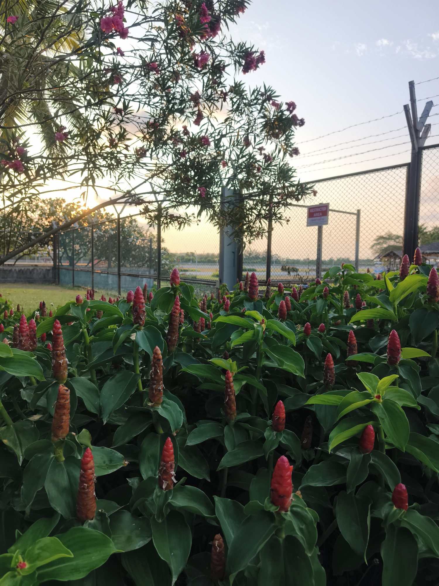 The image, taken in บ้านบางรักษ์, Thailand, shows a patch of red ginger plants (Costus Woodsonii) in the foreground. The plants have vibrant green leaves and cone-shaped, reddish-orange flower heads. In the background, there is a chain-link fence topped with barbed wire. Behind the fence, the scene fades into a blurred landscape, possibly indicating a restricted area. A sign, presumably warning of restricted access, is attached to the fence. Beyond the fence, trees are visible, with sunlight filtering through them, suggesting a sunset or sunrise. The sky is a mix of blue and orange hues. A tree with pink flowers is situated to the left of the frame, partially obscuring the sky. The overall environment suggests a tropical or subtropical location with a controlled or restricted area adjacent to a natural setting.