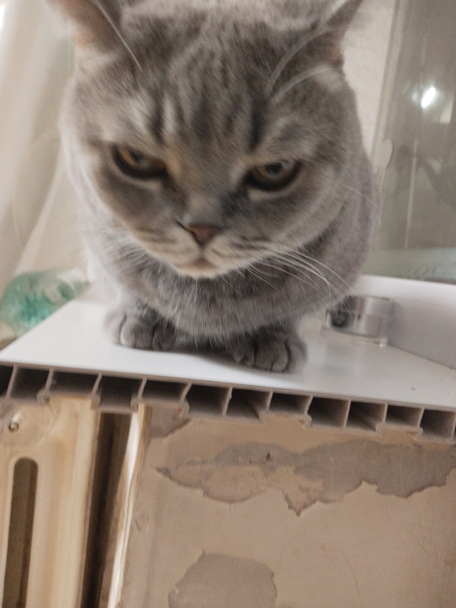 A grey cat with yellow eyes sits on a white, slatted surface, likely a radiator cover. The background consists of a blurry window with white curtains. The bottom of the frame shows a damaged, beige surface with peeling paint. The location is Unknown, Unknown.