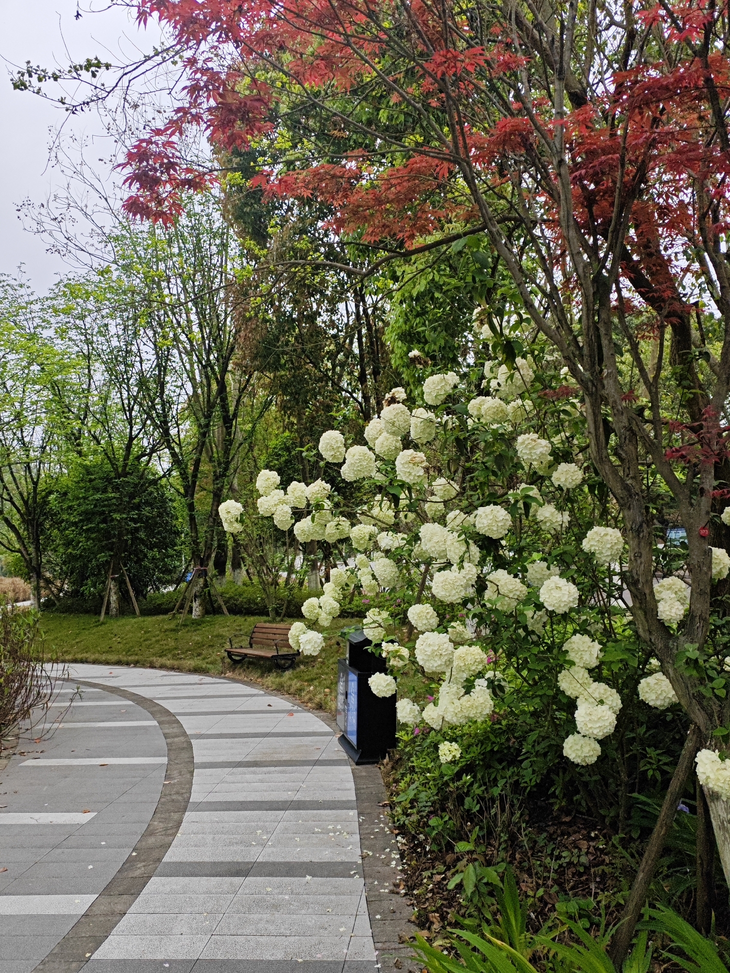 The image captures a serene outdoor scene in Chongqing High-tech Zone, China. A curved, paved pathway runs through a park-like setting. The path is constructed with a pattern of alternating grey and lighter grey rectangular stones. A bush laden with large, spherical clusters of white flowers borders the path on one side. To the right, a tree with striking red leaves stands, its branches reaching upwards. Behind this vibrant tree, a dense collection of other trees with green foliage creates a backdrop. A black trash receptacle is positioned beside the path, adjacent to the flowering bush. On the left side of the pathway, a grassy area slopes gently upwards, leading to a wooden bench. Bare shrubs are present in the foreground, along the edge of the path. The sky is overcast, casting a soft, diffused light across the scene.