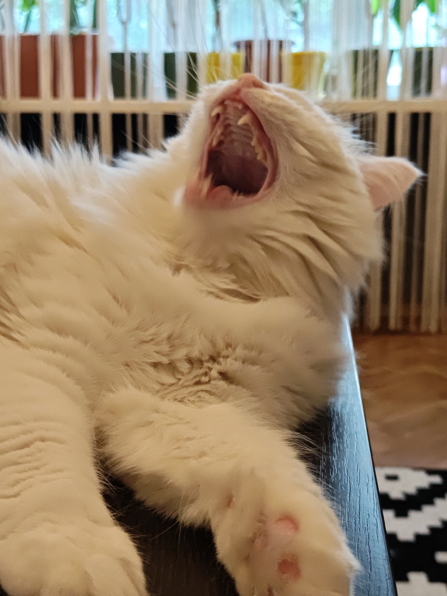A close-up, eye-level shot captures a fluffy white cat mid-yawn. The cat is lying on its side on a dark surface, possibly a table. Its mouth is wide open, revealing its pink gums and sharp teeth. The cat's fur is long and appears soft. In the background, a blurred bookshelf is visible with various items on it, some appearing to be bottles or containers. The overall lighting is warm and soft, suggesting an indoor environment. The image was taken in Odesa, Ukraine.