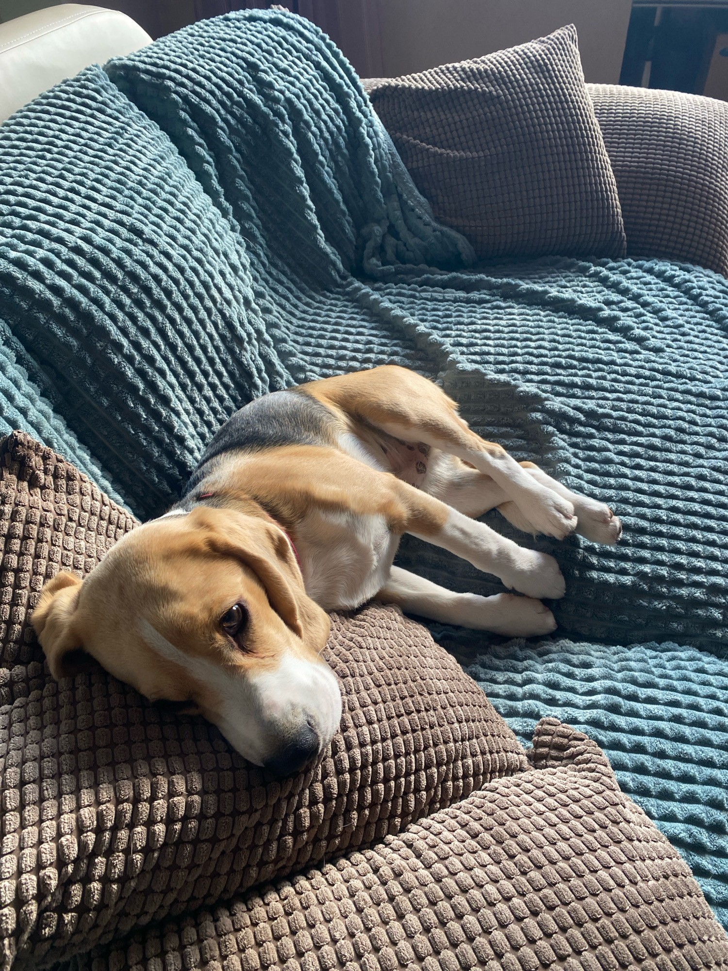 A beagle dog is sleeping on a couch. The dog is lying on its side with its head resting on a brown pillow. Its paws are extended in front of it. The couch is covered with a teal blanket and several brown pillows. The scene is illuminated by sunlight, creating shadows on the couch. The image is taken from a high angle. The specific location in Perm, Russia, is not discernible from the image.