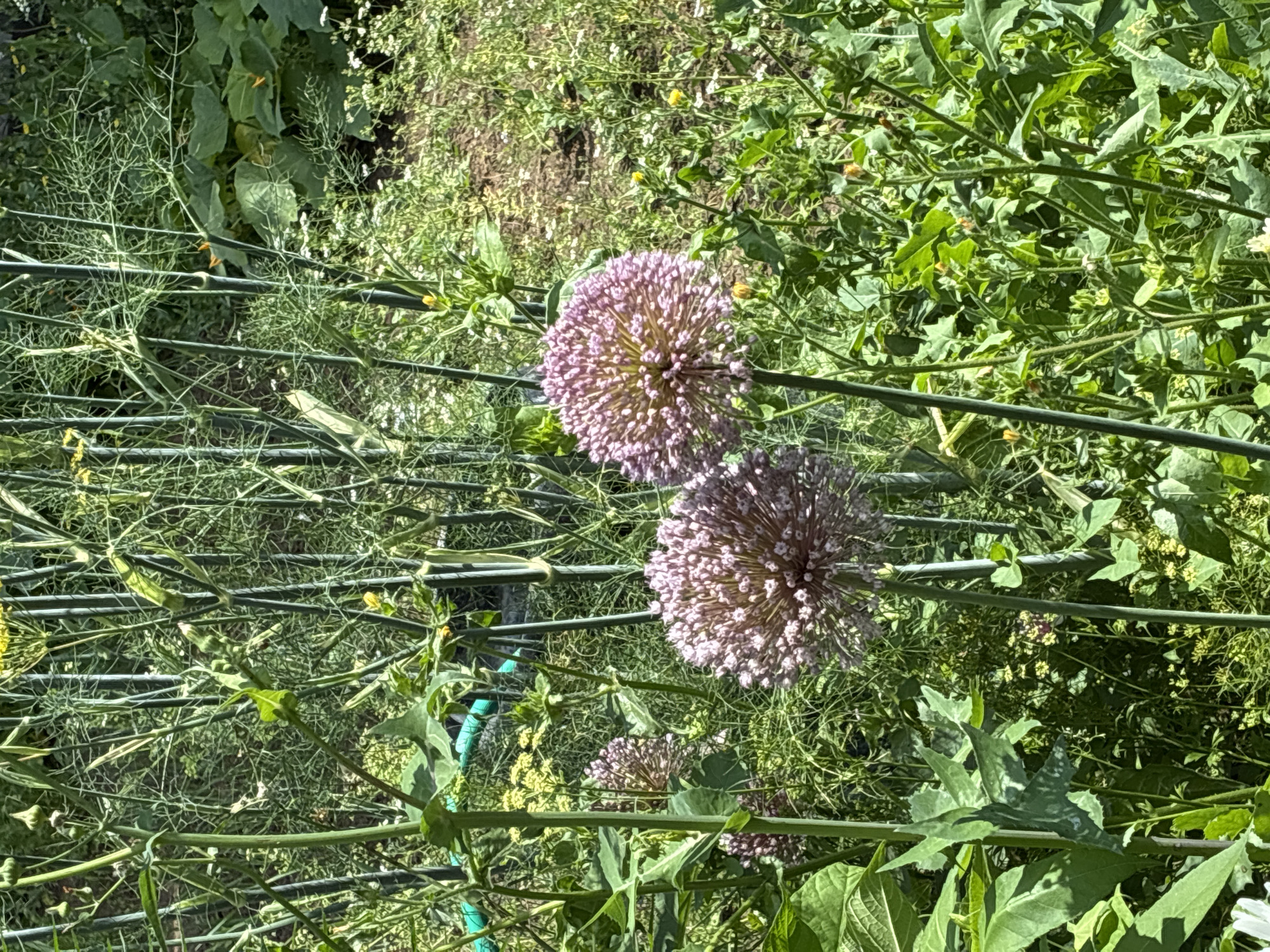 The image depicts a close-up view of a lush garden in Surami, Georgia. Two large, spherical purple allium flowers are the prominent subjects, positioned in the foreground. They are supported by tall, slender green stalks that rise from a dense bed of green foliage. Behind the allium flowers, a variety of other green plants, including feathery dill and broader-leafed vegetables, create a layered backdrop. The ground appears to be covered in a mix of soil and smaller green plants, with some white and yellow wildflowers scattered throughout. The overall impression is one of a thriving, sunlit garden.
