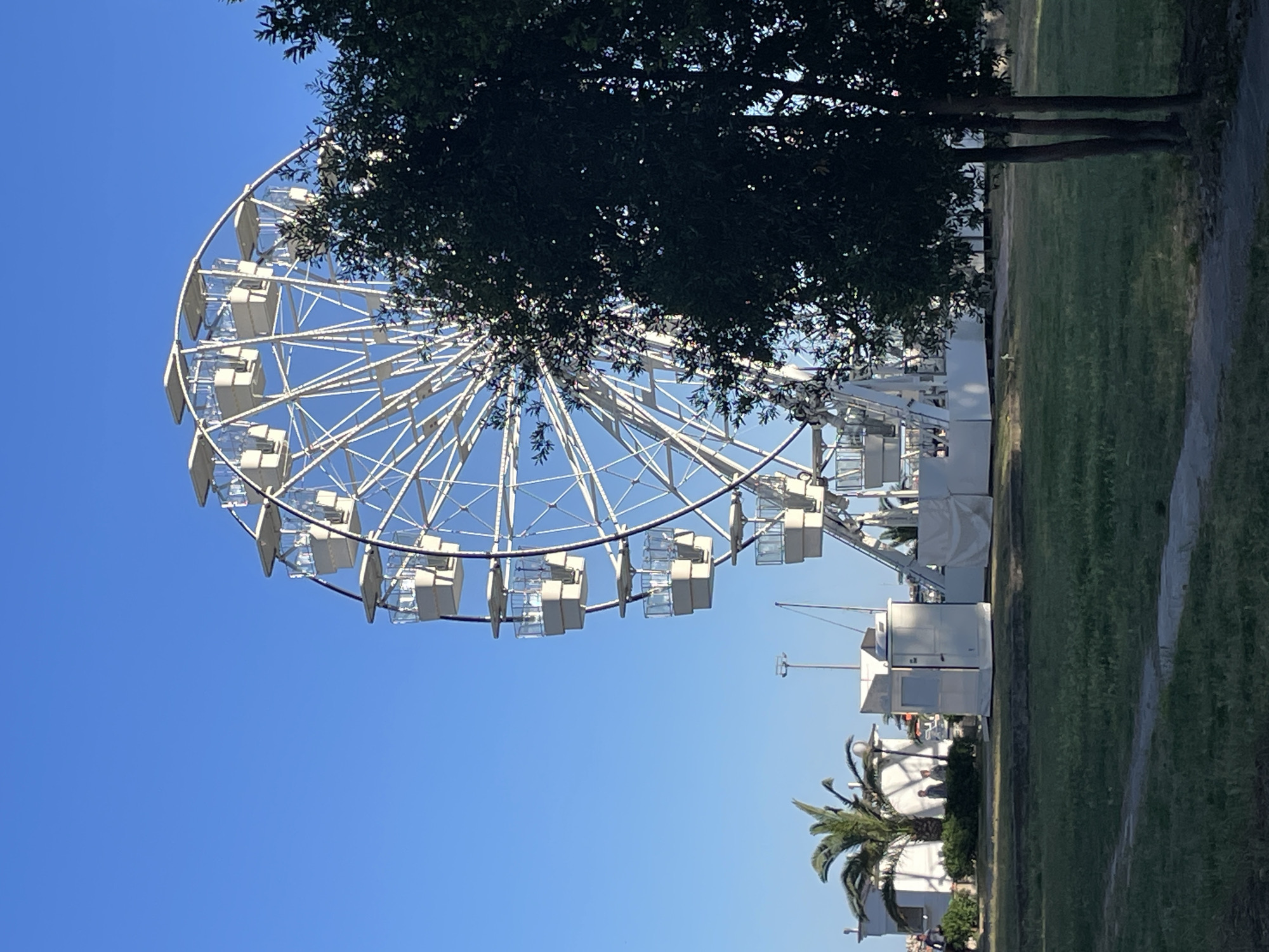 The image shows a Ferris wheel in Budva, Montenegro, viewed from a low angle. The wheel is white and dominates the left side of the frame, partially obscured by a large, dark tree. The sky is clear blue. To the right, there is green grass and some white buildings with a palm tree in front. The overall scene suggests a sunny day at an amusement park or fairground. The photo appears to be taken on a path or sidewalk.