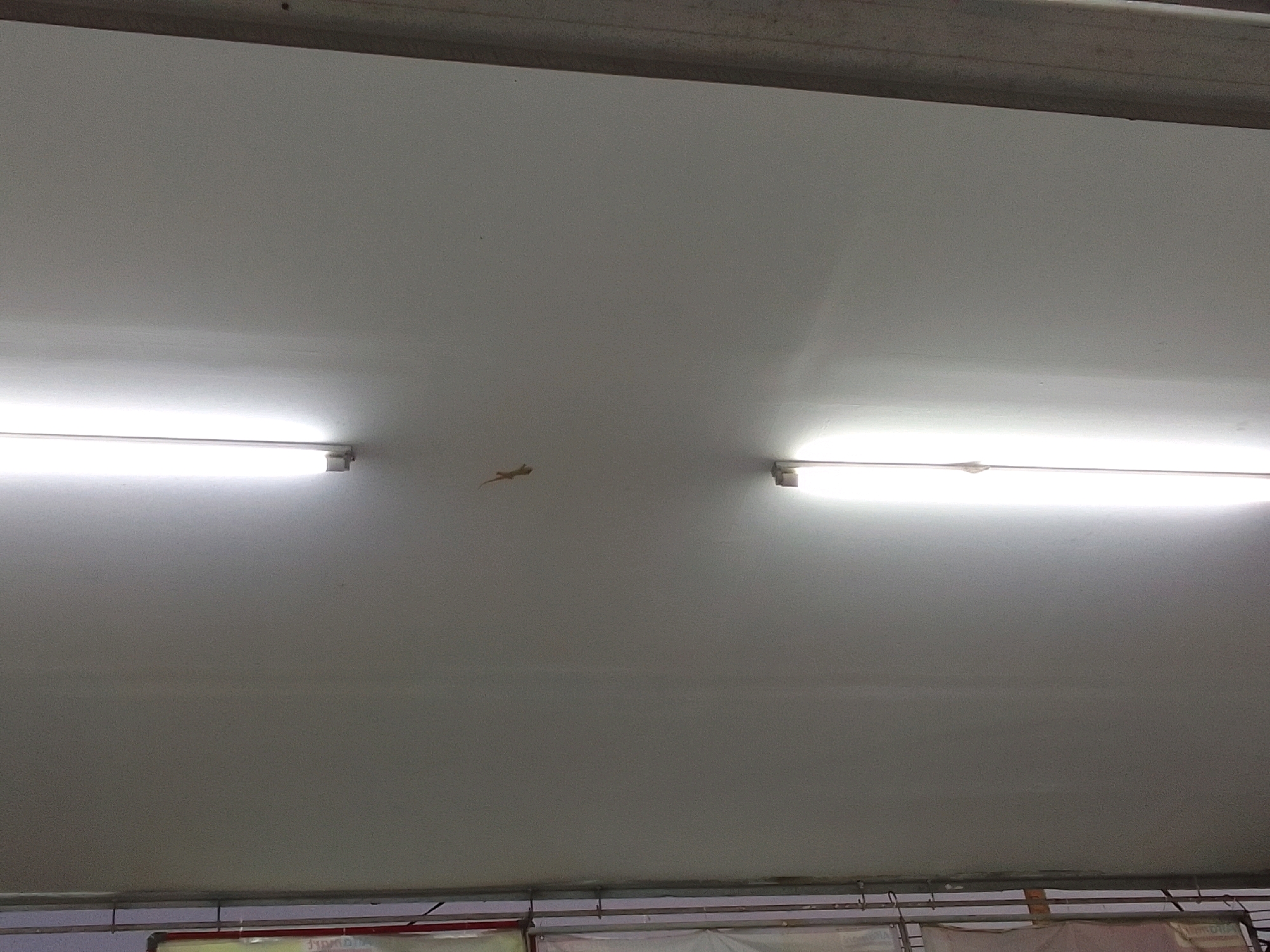 A gecko is on a white ceiling, with a fluorescent light fixture to the left and another to the right. The gecko is light brown and its body is elongated. The ceiling appears to be a flat, smooth surface. The lighting in the image is bright, coming from the two fluorescent tubes. Below the ceiling, there are some metal structures and what appear to be suspended banners or tarps. The scene is indoors, in a well-lit environment.