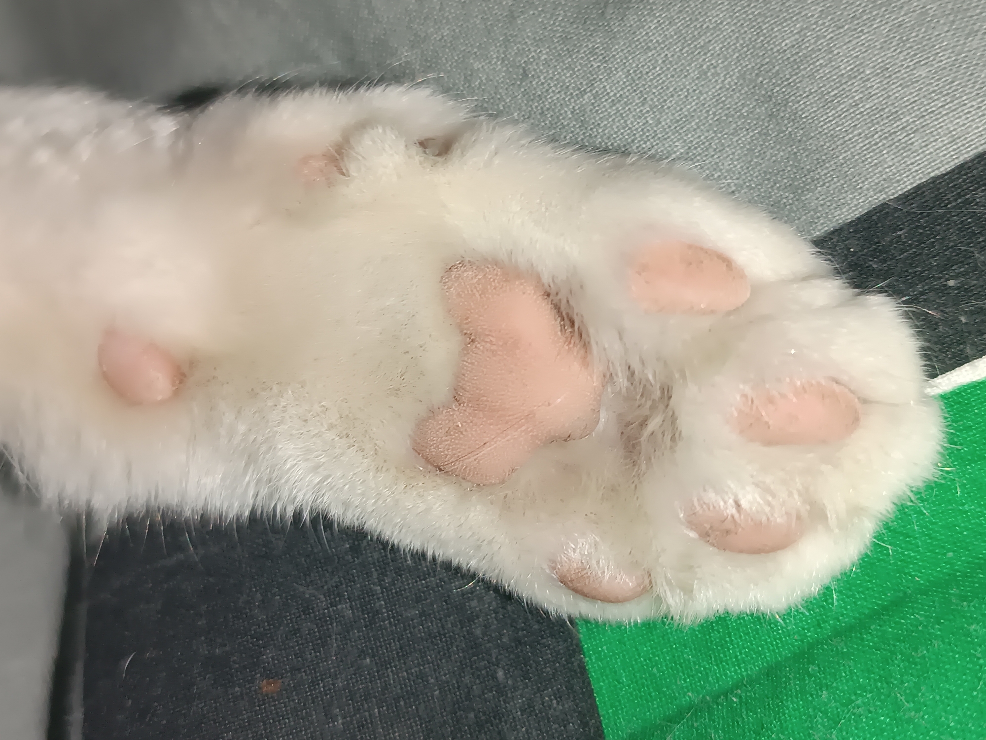 The image shows a close-up of a white cat's paw with pink paw pads. The paw is resting on a surface that appears to be a combination of gray, black, and green fabric. There is no information present to suggest this image was taken in Viadana, Italy, or that there are any people, interactions or actions occuring. The scene is entirely focused on a close view of the cat's paw.