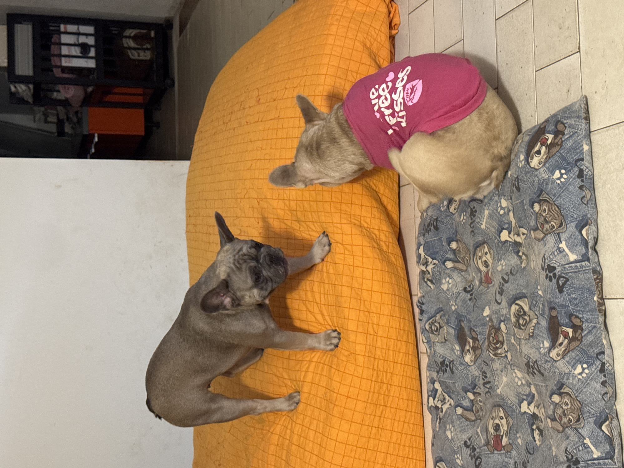 Two French Bulldogs are interacting on an orange beanbag chair and a blue dog bed. The dog on the beanbag is a fawn color and is standing with its head lowered, looking towards the other dog. The second dog is also fawn colored and is wearing a pink t-shirt with the words "free kisses" and a lipstick print. This dog is lying down on the blue dog bed, facing away from the camera. The blue dog bed has a pattern of cartoon puppies, bones, and paw prints. The background shows a white wall, a shelf unit with books and other items, and a piece of orange furniture. The floor is tiled with square, light-colored tiles. There is no indication of the location being San Benedetto del Tronto, Italy.