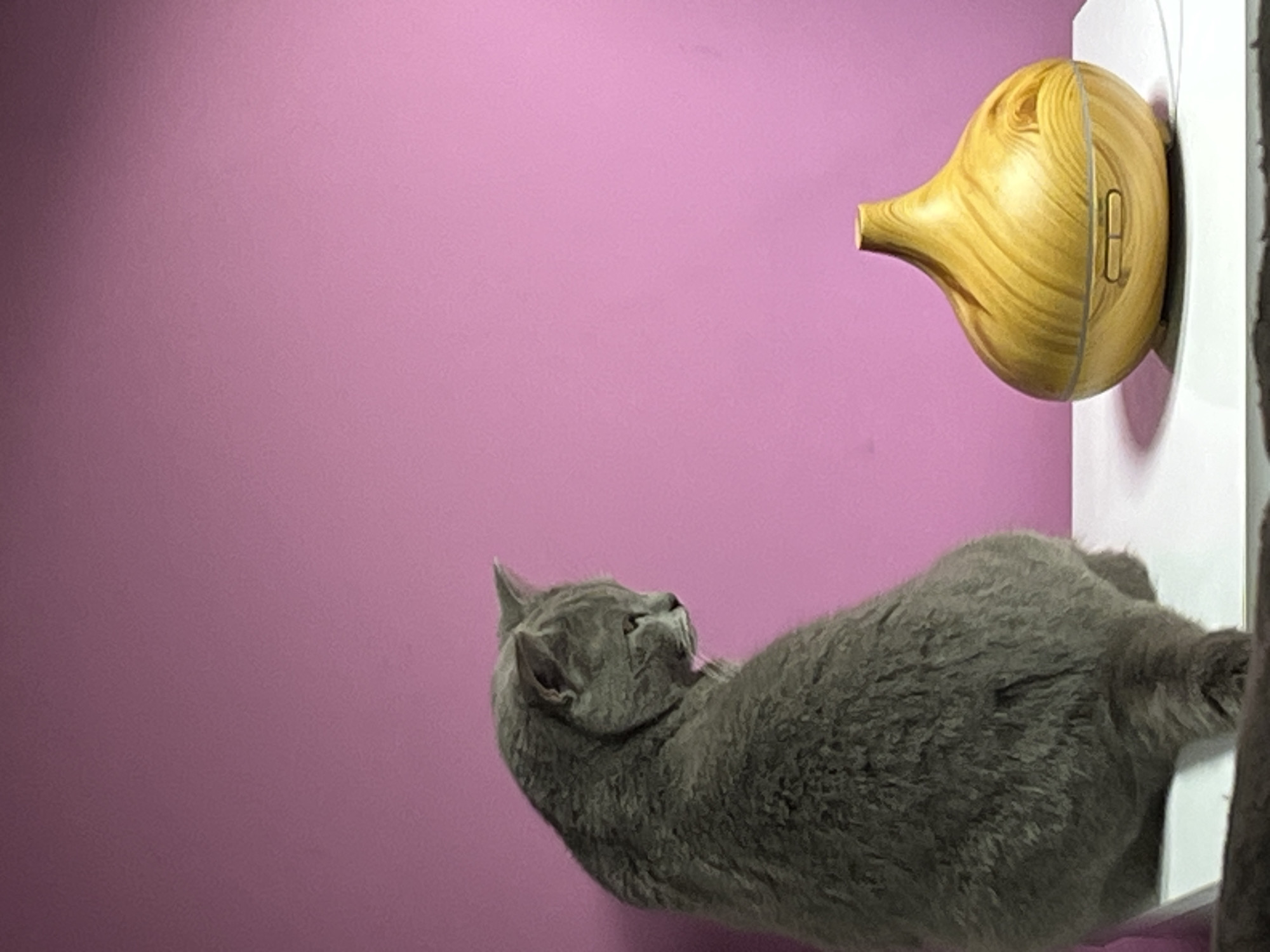 A grey cat is stretched out, gazing upward at a wooden, gourd-shaped object mounted on a white surface against a pink wall. The environment offers no clues about Alanya, Turkey.