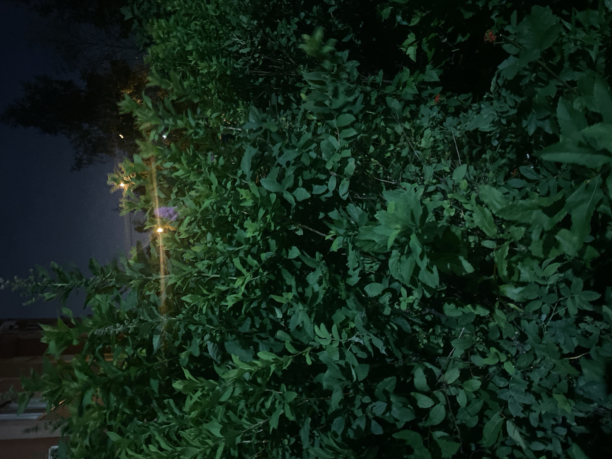 The image shows a dense bush with green leaves against a dark night sky. A building facade, possibly a residential building, is partially visible on the left. In the background, silhouetted trees are visible against the night sky. There are faint lights in the distance, possibly streetlights or lights from buildings. The scene is likely in a residential area of Krasnogorsk, Russia. No people or specific actions are depicted.