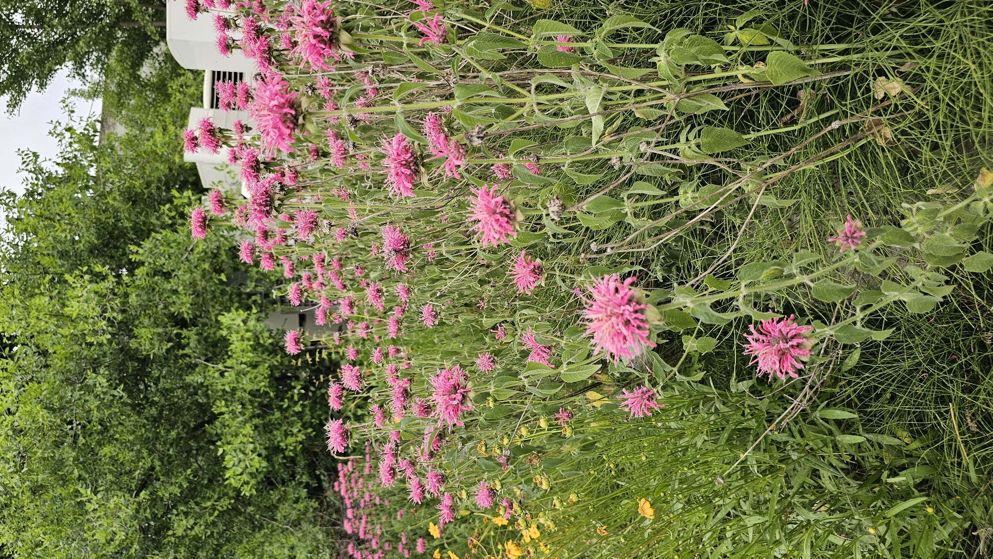 A dense patch of vibrant pink bee balm flowers dominates the foreground, with some yellow wildflowers interspersed to the left. In the background, lush green trees form a dense canopy above. Partially visible behind the flowers are white, modern-looking structures, possibly part of a building with external air conditioning units. The scene appears to be outdoors, likely in a garden or park setting within Asan-si, South Korea, given the presence of these structures.