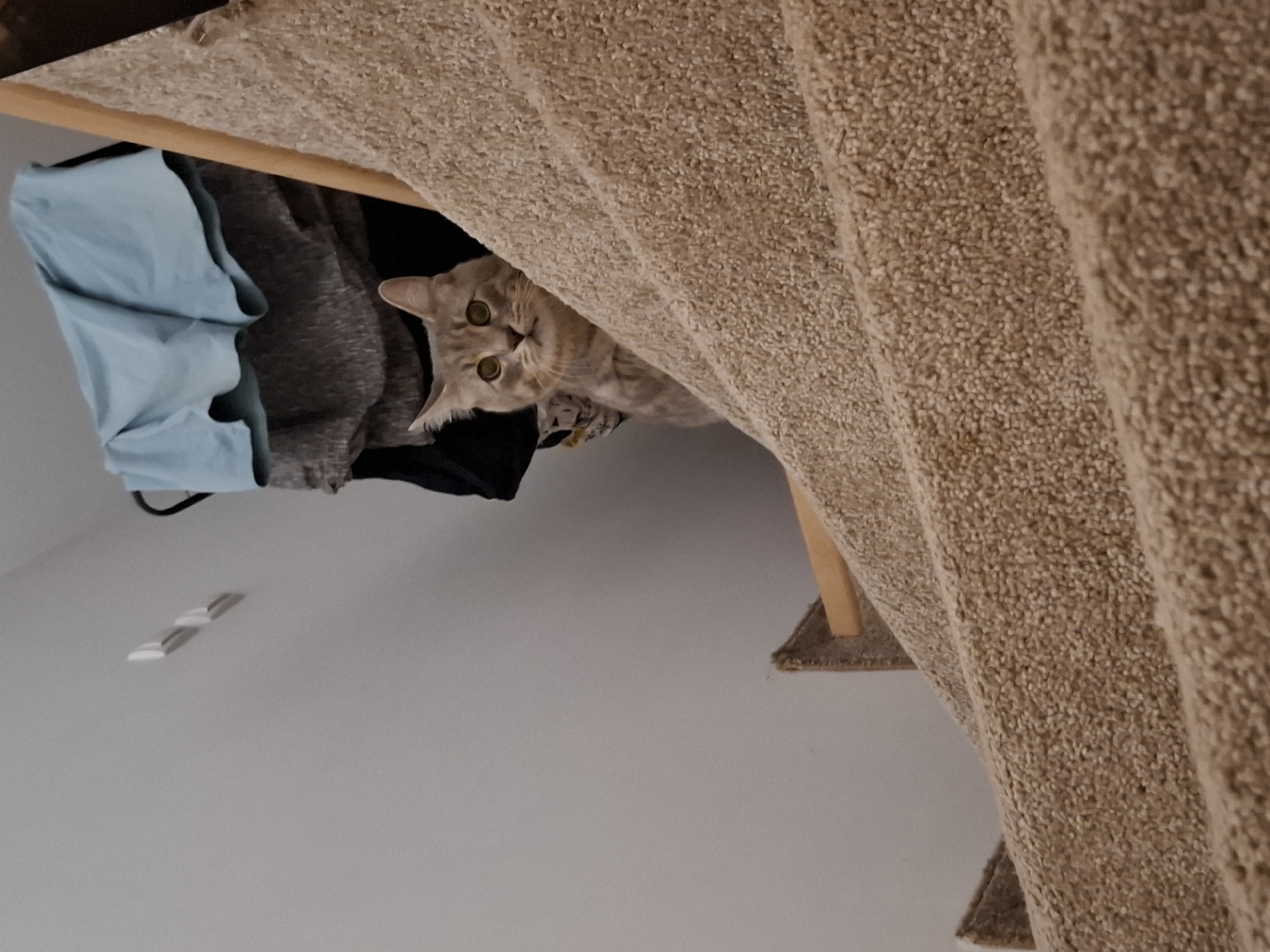 A light grey tabby cat with green eyes is perched on a carpeted staircase, looking towards the camera. The cat is partially obscured by the railing and the angle of the stairs. In the background, a pile of folded clothing, including a light blue garment, is visible against a plain, light-colored wall. There are no discernible elements that can place the image in Zemun Urban Municipality, Serbia.