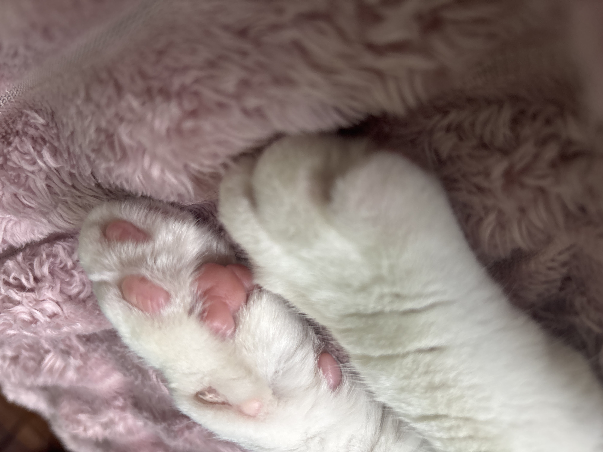 The image shows a close-up view of a cat's paws resting on a soft, pink, fluffy surface. The cat's paws are white with visible pink paw pads. The texture of the pink surface appears to be a blanket or similar fabric. The lighting is soft, creating a cozy and comfortable atmosphere. The image does not provide any information about the location in the city of Колтуши, Russia.