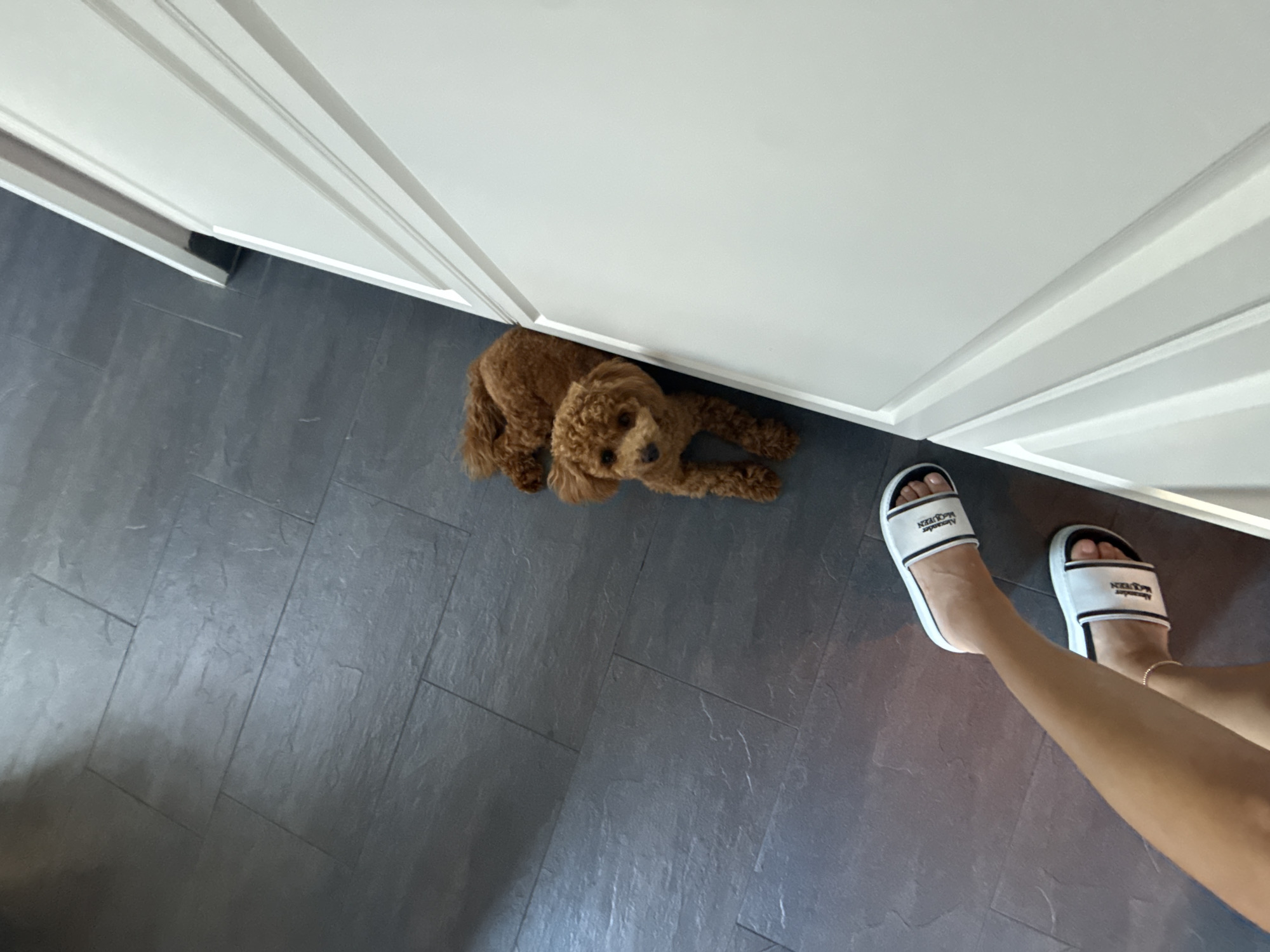 A toy poodle is lying on a dark gray tiled floor next to a white door. A person's legs, wearing white slides with black and white lettering, are visible in the foreground. The scene is indoors, with the tiling appearing to be slate. The white door has raised panels. The poodle is facing the camera, with its body curled to the side. The person's legs are bent, with one foot partially visible. The lighting suggests it is daytime. No specific location in Marum, Netherlands can be determined from the image.