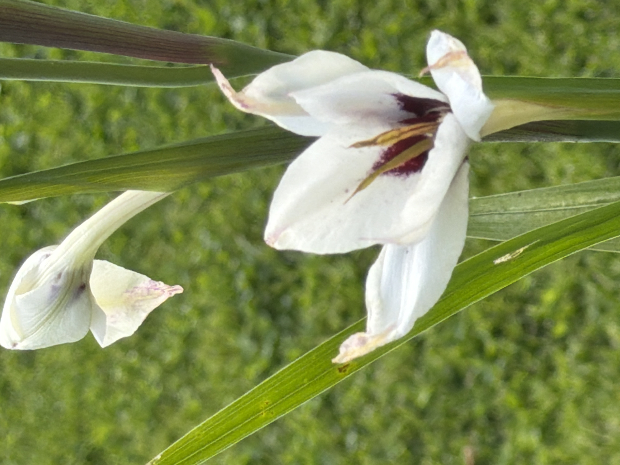 In Aespa, Estonia, a close-up shot focuses on two white gladiolus flowers on a blurred green grassy background. The prominent flower in the foreground is partially open, revealing a deep red and yellow center. Its petals are delicate and slightly wilted, with some purple markings. To the upper left, another flower bud is visible, also white with purple streaks. Green gladiolus leaves and stems are present, with one stem showing a reddish-purple hue. The lighting suggests a bright, outdoor setting, likely a garden or park, given the presence of grass. There are no people or animals in the image.