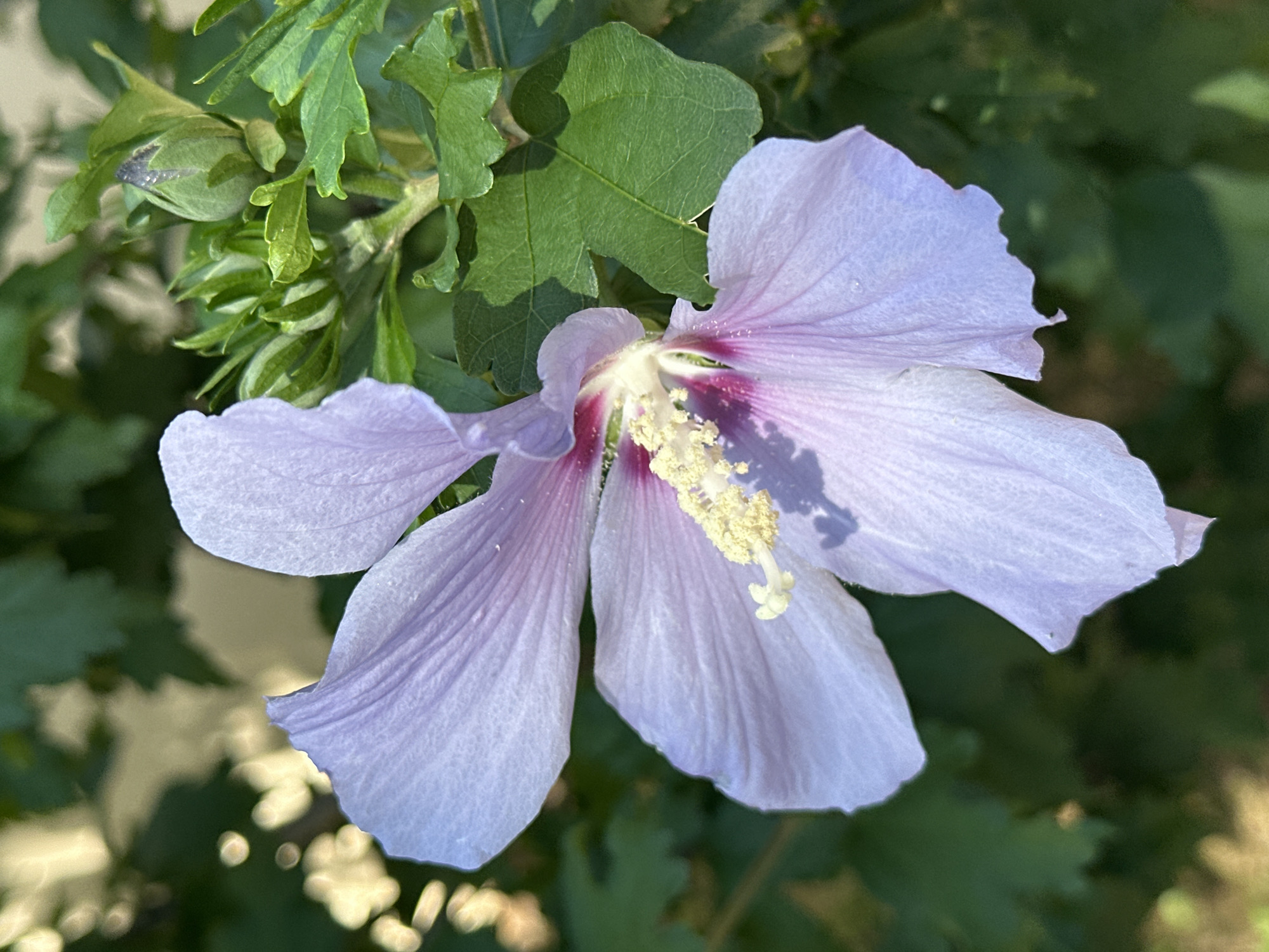 An extreme close-up shot captures a pale purple hibiscus flower in full bloom. The flower's delicate petals are tinged with a deeper pink near the center, which features a prominent stamen tipped with yellow pollen. To the right of the bloom, a green hibiscus bud is visible, nestled among lush green leaves. The background consists of blurred green foliage and dappled sunlight, suggesting an outdoor setting. The image was taken in the city of Sochi, Russia.