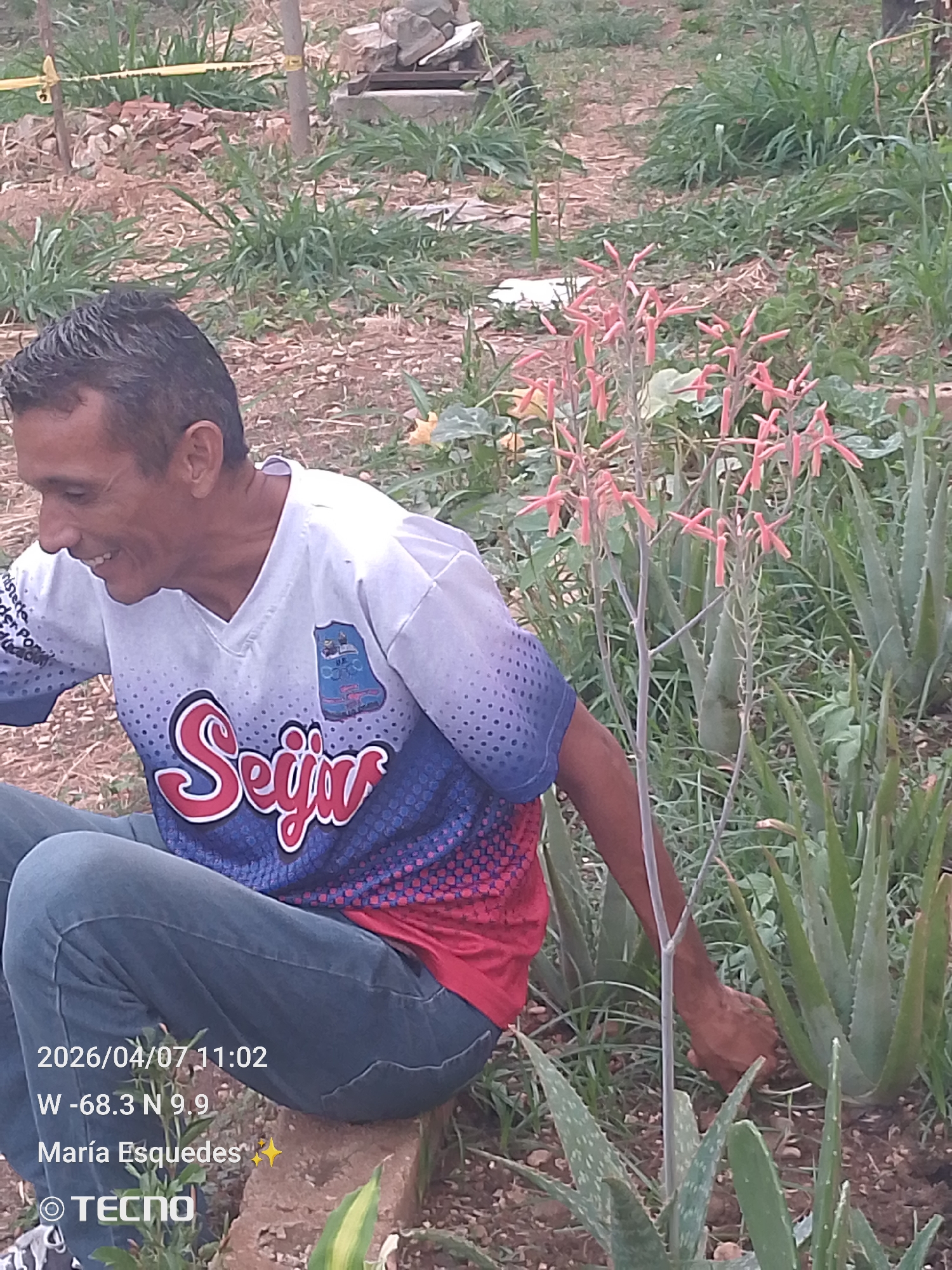 An adult man is seated amongst a collection of Aloe Vera plants and a blooming aloe vera plant with light pink flowers, likely in a garden setting. The timestamp indicates the image was taken on April 7, 2026, at 11:02 AM. The GPS coordinates indicate the location is in Tinaquillo, Venezuela (W -68.3, N 9.9). The man is wearing jeans and a short-sleeved shirt with "Seijin" printed on the front. He is smiling and appears to be tending to the plants. A small area of vegetation and ground cover is visible in the background. Some bricks are visible in the very top center of the frame. The image includes text indicating "Maria Esquedas" and that the picture was taken with a Tecno device.