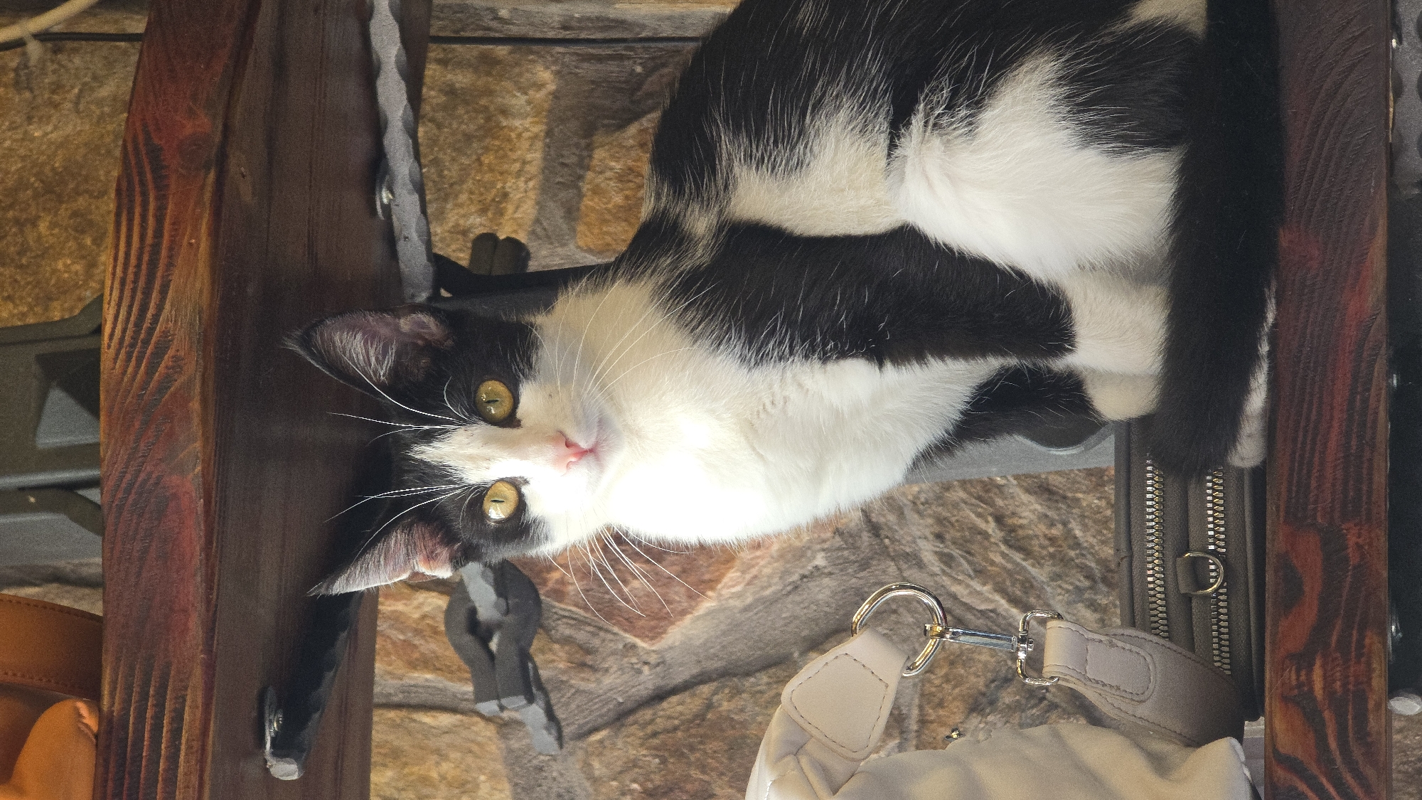 The image shows a black and white cat sitting on a wooden shelf. The cat has yellow eyes and a pink nose. In the background, there is a stone wall and a small purse. The scene appears to be indoors, possibly in a home or a shop. The setting does not provide any specific clues to its location within the city of Varna, Bulgaria.