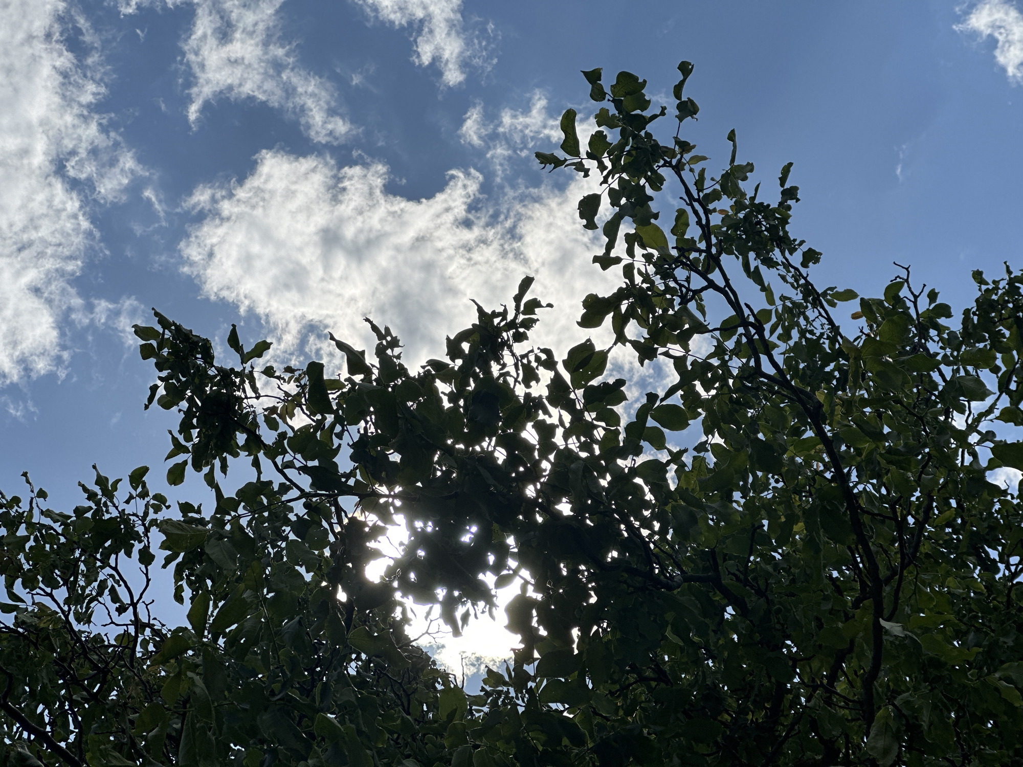 The image depicts a low-angle view looking up through the dense foliage of a tree toward a partly cloudy sky. The sky is bright blue with scattered white cumulus clouds. Sunlight filters through the leaves, creating a dappled light effect. The tree's leaves are primarily green, with some appearing darker due to shadow. The location is possibly Slavyani, Bulgaria. No people or other objects are visible.