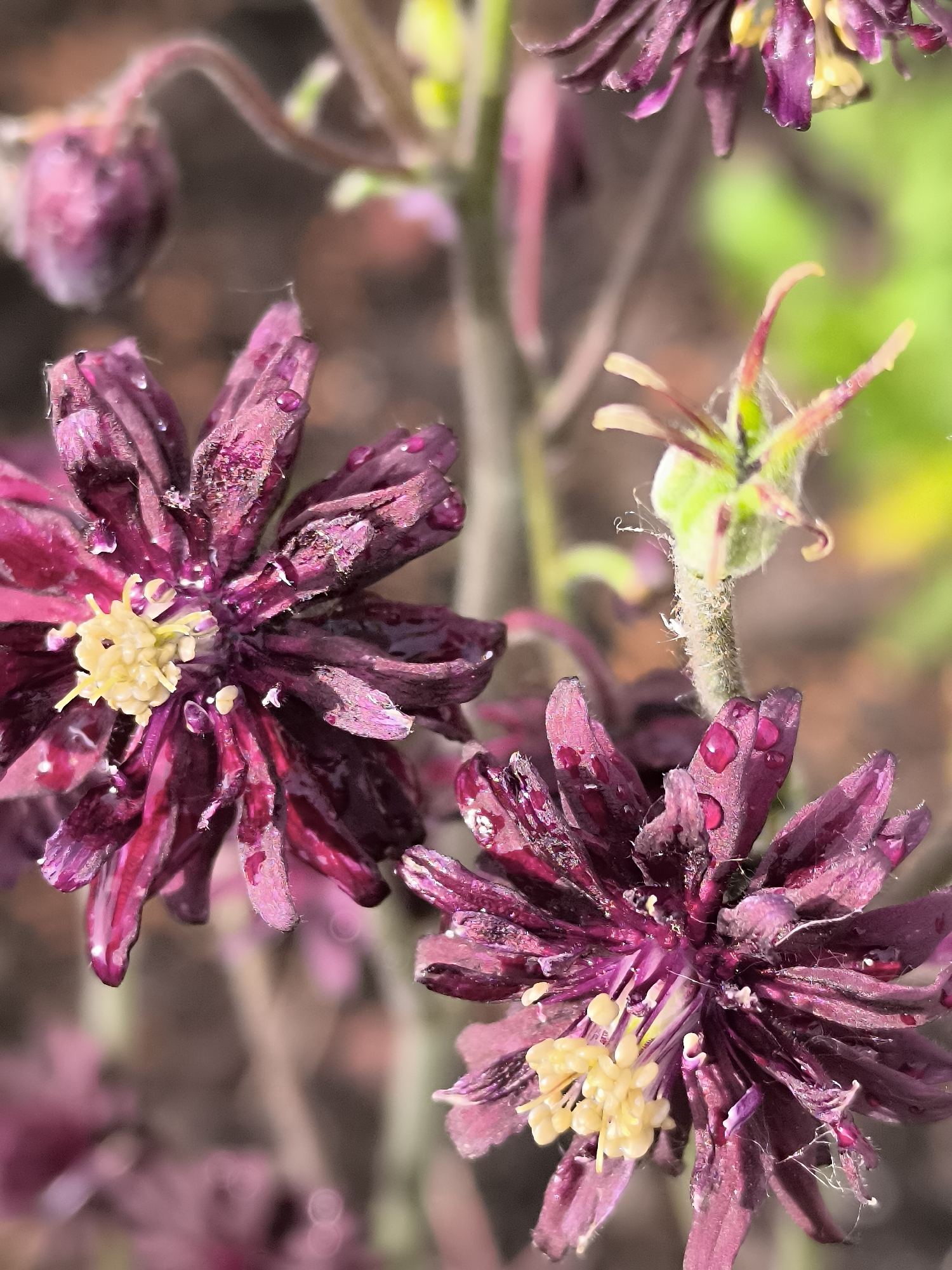 This close-up vertical photograph features two dark purplish-red flowers, likely Columbines (Aquilegia), in an outdoor setting in Priekulė, Lithuania. The flowers are the primary subjects, presented in sharp focus against a soft, blurred background of greens, browns, and lighter purplish hues.
Both prominent flowers are adorned with numerous small, glistening water droplets on their textured petals, suggesting recent rain or morning dew. Each flower displays a dense cluster of bright yellow stamens at its center, providing a vivid contrast to the deep magenta and dark purple petals. The petals themselves have a somewhat ruffled or intricate appearance.
In the upper left of the image, a blurry, undeveloped bud with a similar purplish hue can be seen. Towards the upper right and center, another floral element, possibly a developing seed pod or a fading bloom, shows delicate green and reddish-brown structures with fine, fuzzy textures. The overall lighting indicates it is daytime. No text is visible in the image.