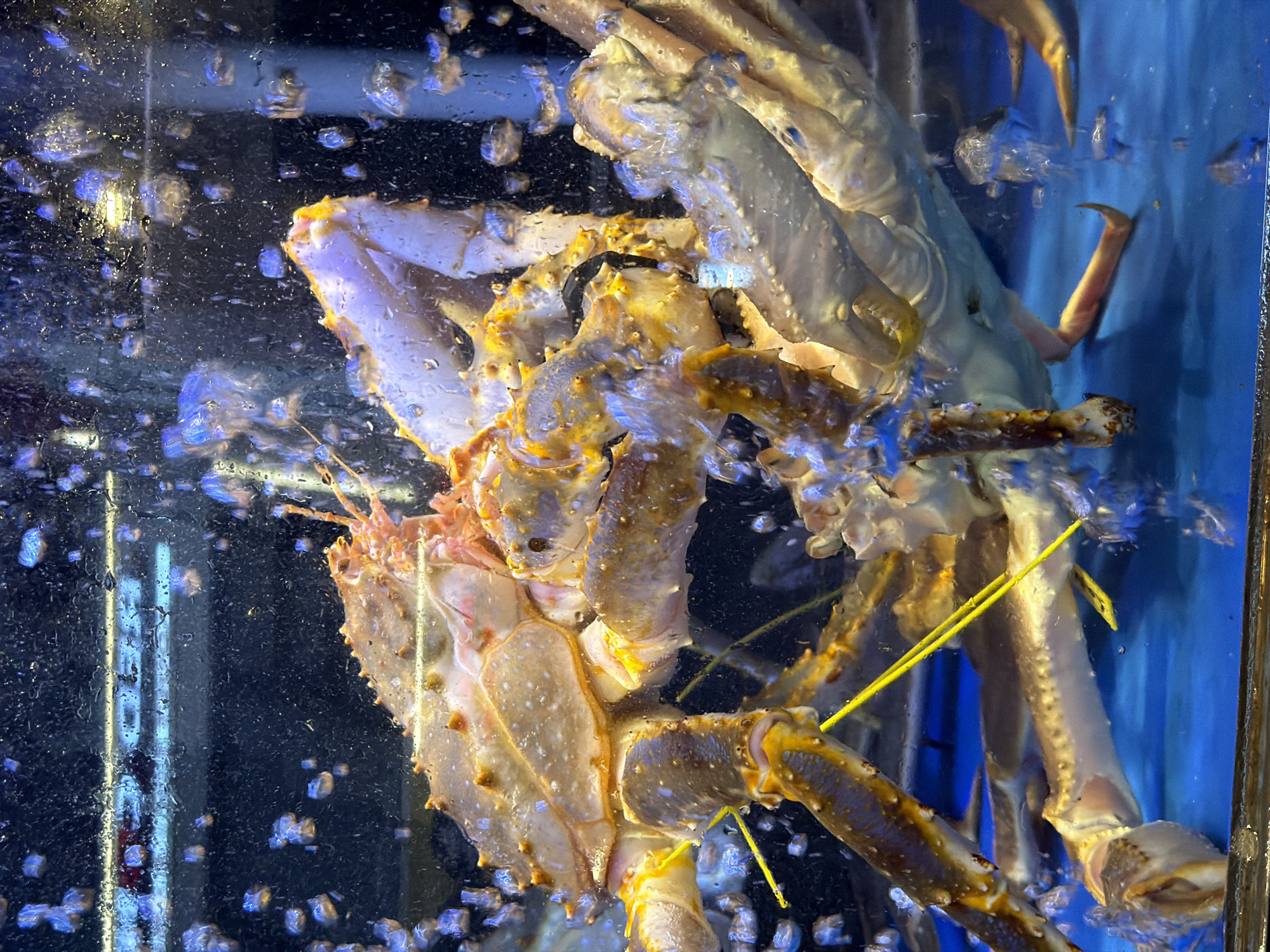 In Seoul, South Korea, a large king crab is submerged in an aquarium tank. The crab's body is a mix of tan, orange, and brownish hues. The surrounding water is filled with numerous air bubbles. Part of a second crab can be seen in the background. A thin, yellow object, possibly a cleaning tool or a marker, is also visible in the water. The tank's glass is partially covered with water droplets.
