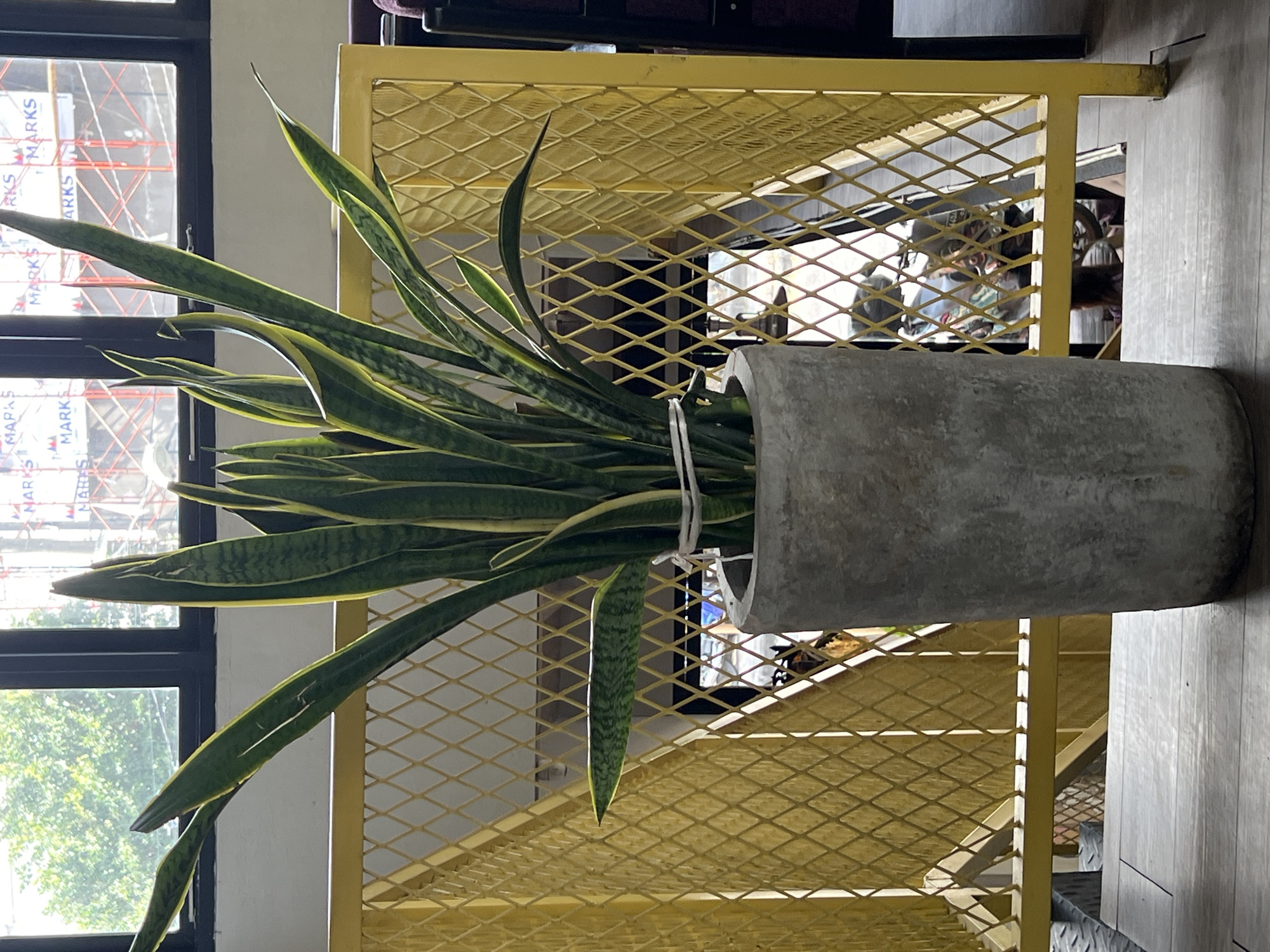 A tall, potted snake plant with variegated green and yellow leaves stands in a concrete planter. The planter is positioned on a wooden surface in the foreground. Behind the plant, a yellow metal railing with a diamond pattern is visible. Beyond the railing, through a window, glimpses of trees and buildings with construction scaffolding and signage can be seen. The scene appears to be indoors, possibly in a commercial establishment in North Kuta, Indonesia, given the hints of a tropical exterior and urban infrastructure. There are no people clearly visible in the immediate foreground, but reflections in the background suggest a public space with activity. The lighting indicates it is daytime.