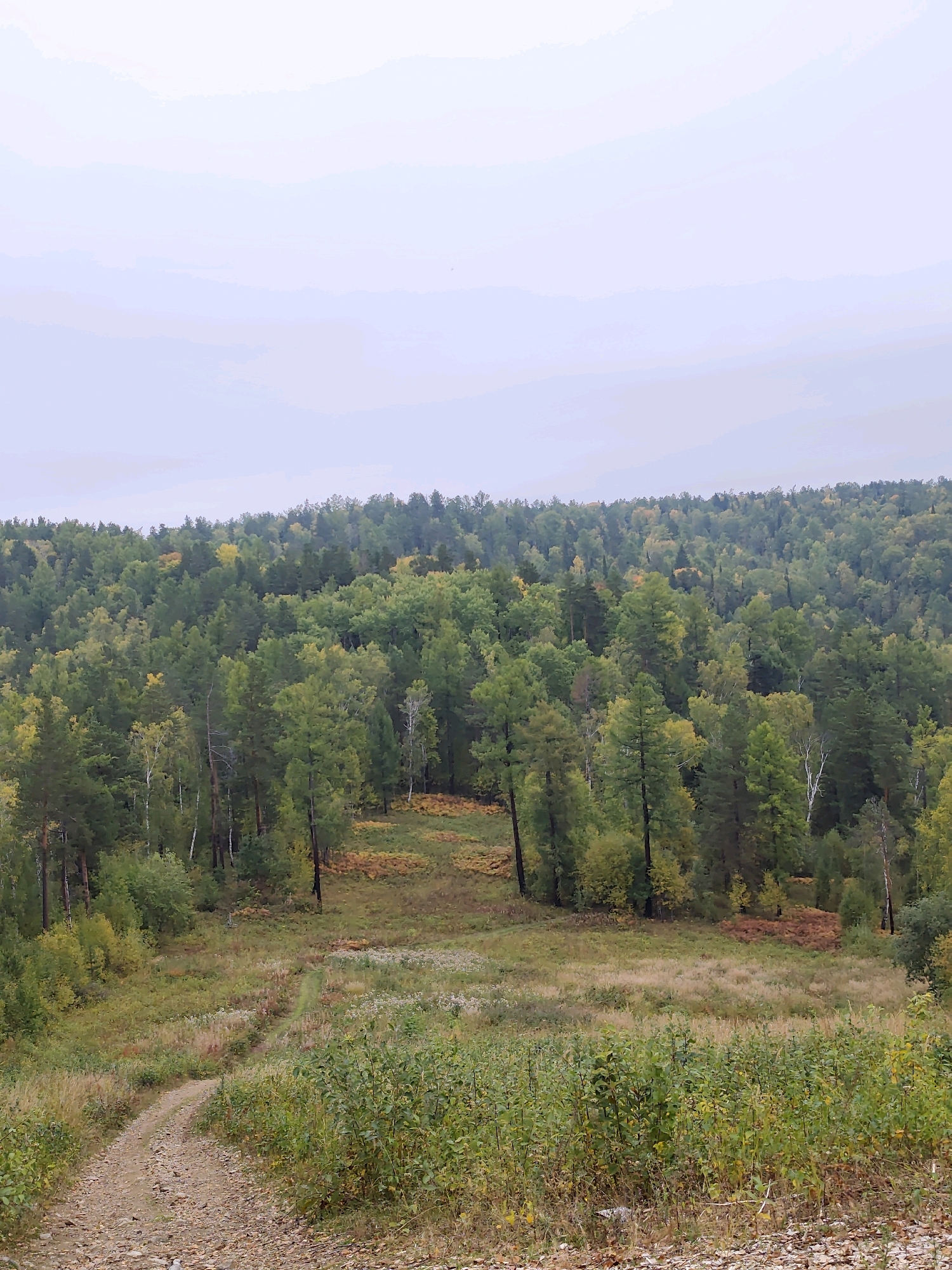 The image depicts a landscape scene in Nikola, Russia. The foreground features a dirt path winding through a grassy area with scattered green bushes and fallen leaves. Beyond the path, the terrain slopes upwards, covered in dry grass and patches of flowering plants. The midground is dominated by a dense forest of coniferous and deciduous trees, displaying the varied colors of autumn foliage, with shades of green, yellow, and brown. The background consists of a hazy, pale sky, suggesting an overcast day. There are no people or animals visible in the image.