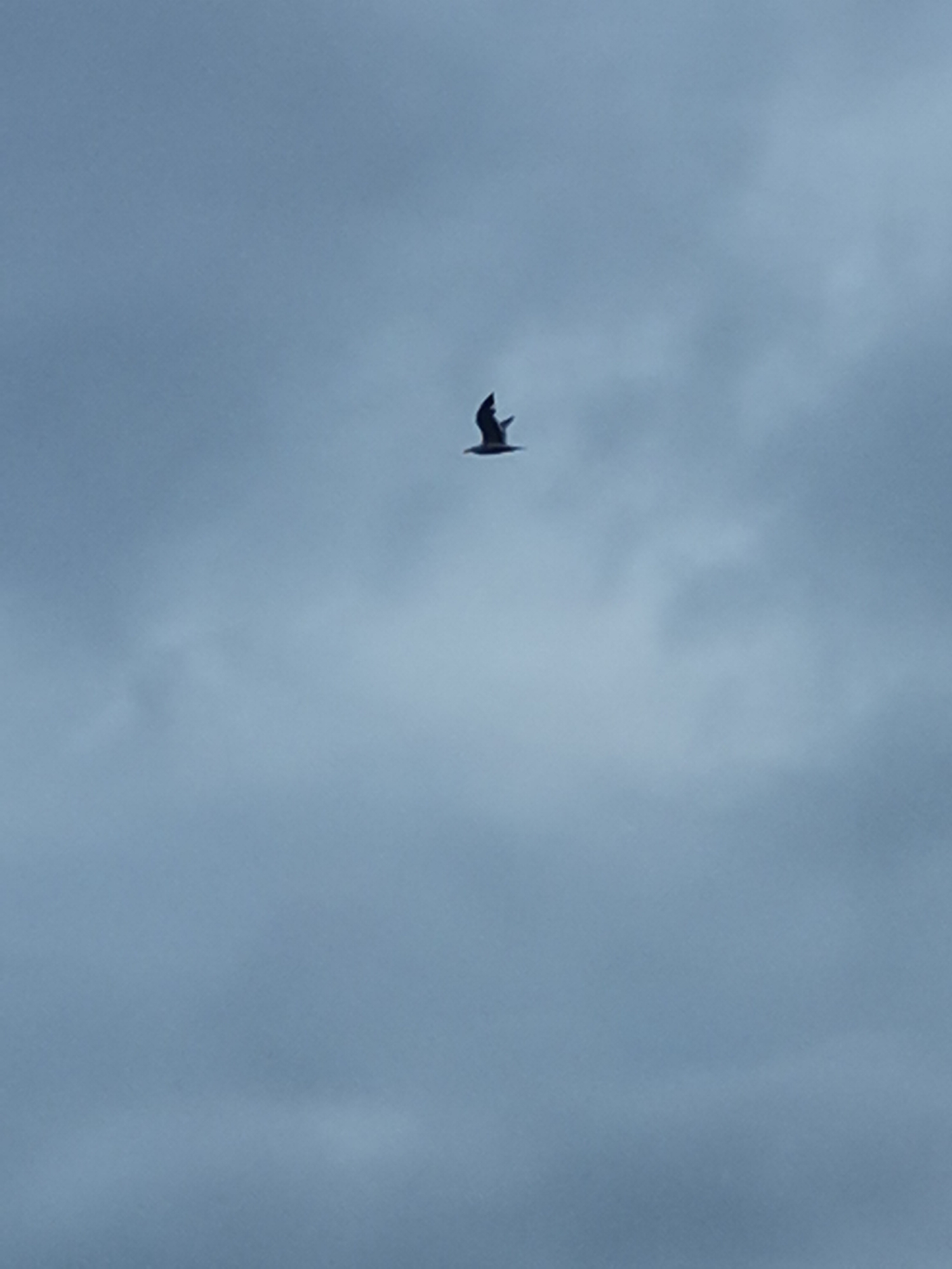 The image shows a solitary bird in flight against a cloudy, overcast sky. The bird is dark in color and appears to be soaring with its wings extended. The sky is a uniform gray-blue color. There are no other visible subjects or objects. The location of the photo in the city of Varna, Bulgaria is not evident in the image.