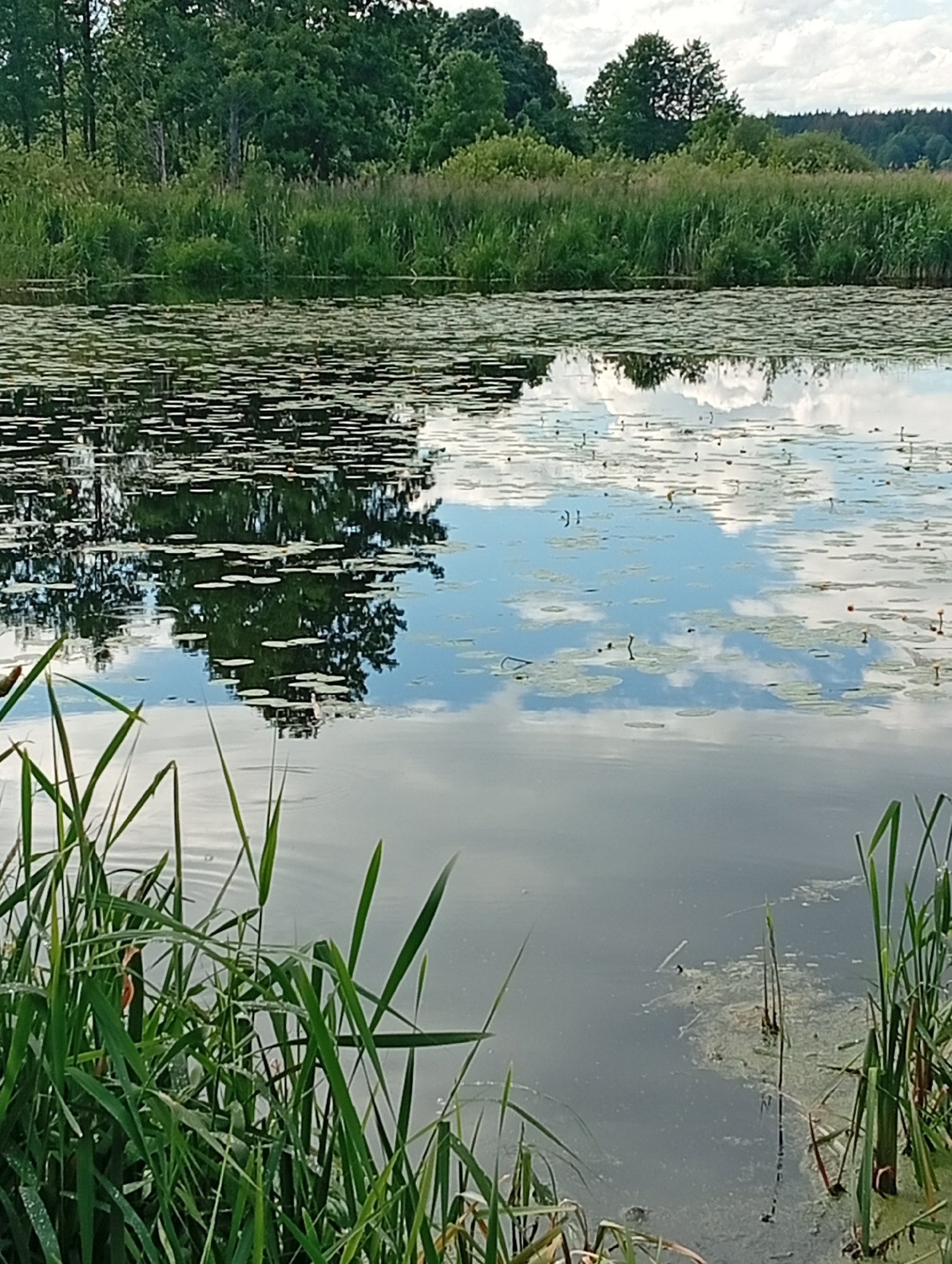 The image depicts a serene natural landscape, likely a lake or slow-moving river, situated in the Кліноцкі сельскі Савет region of Belarus. The foreground is dominated by lush green reeds and grasses growing along the water's edge, some of which are speckled with dew drops. The surface of the water is covered in a dense carpet of lily pads, with occasional small yellow water lilies in bloom. The water acts as a mirror, reflecting the sky, which is partly cloudy with white cumulus clouds against a pale blue backdrop. A dense line of trees, primarily deciduous with some taller evergreens, forms the background, creating a verdant horizon. The overall impression is one of tranquility and natural beauty, with no human presence visible.
