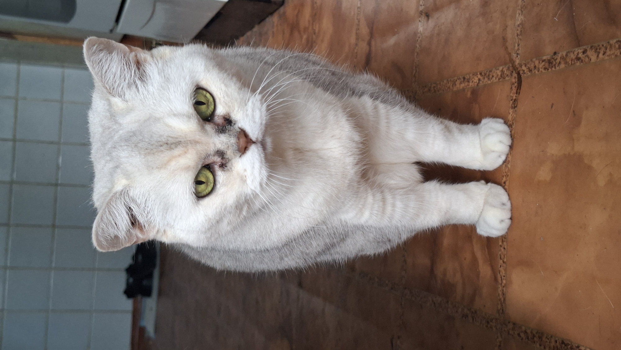 A medium shot captures a silver and white cat standing on a tiled floor, looking directly at the camera with green eyes. The cat has dark markings around its eyes and nose. The background shows a tiled wall and a glimpse of kitchen appliances. The scene is set indoors, likely in a residential kitchen, potentially in Забалоцкі сельскі Савет, Belarus.