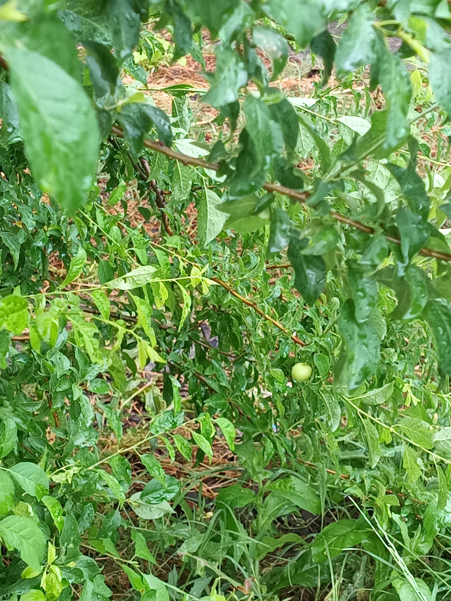 This image captures a dense, vibrant display of green foliage, likely in a garden or natural outdoor setting in Burgas, Bulgaria. The leaves, visible in various shades of green from light to dark, are speckled with water droplets, indicating recent rain or heavy dew. Branches weave through the scene, some appearing as smooth, slender stems, others more robust and woody.
Among the profusion of leaves, particularly in the lower right portion of the image, a small, round, light green fruit is visible. Its size and shape suggest it could be an unripe plum or a similar stone fruit, partially obscured by the surrounding leaves. The ground or background peeking through the gaps in the foliage shows hints of brown and lighter greens, possibly dried leaves or other undergrowth.
The lighting suggests it is daytime, and the wetness of the leaves indicates a humid environment or a recent precipitation event. No people are visible, and there is no discernible text within the frame. The overall impression is one of lush, natural growth.